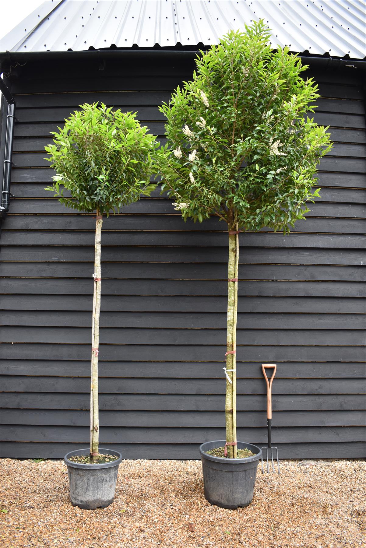 Portuguese Laurel | Prunus lusitanica 'Angustifolia' - Height 250-300cm - 70lt