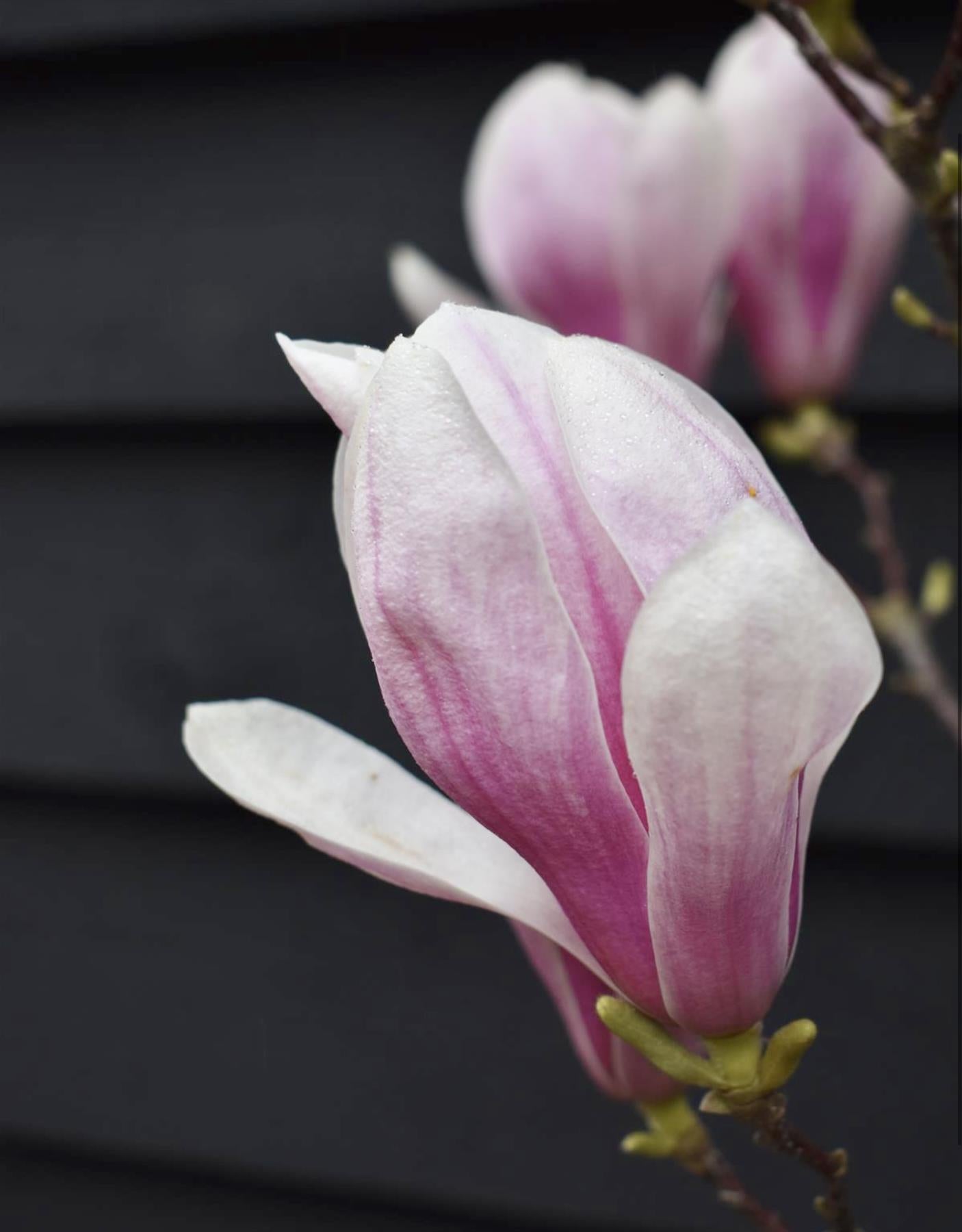 Magnolia x soulangeana 1/2 Standard Girth 6-8cm - 160-180cm, 25lt