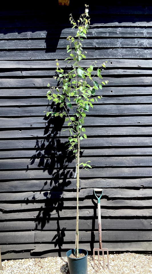 Betula jacquemontii | Himalayan Birch - 140-180cm, 10lt