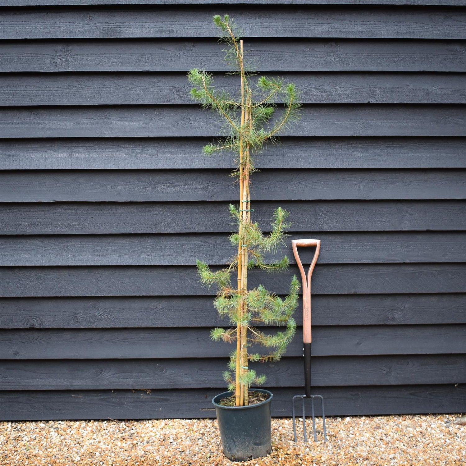 Pinus halepensis - Aleppo Pine - Height 90-120cm -12lt