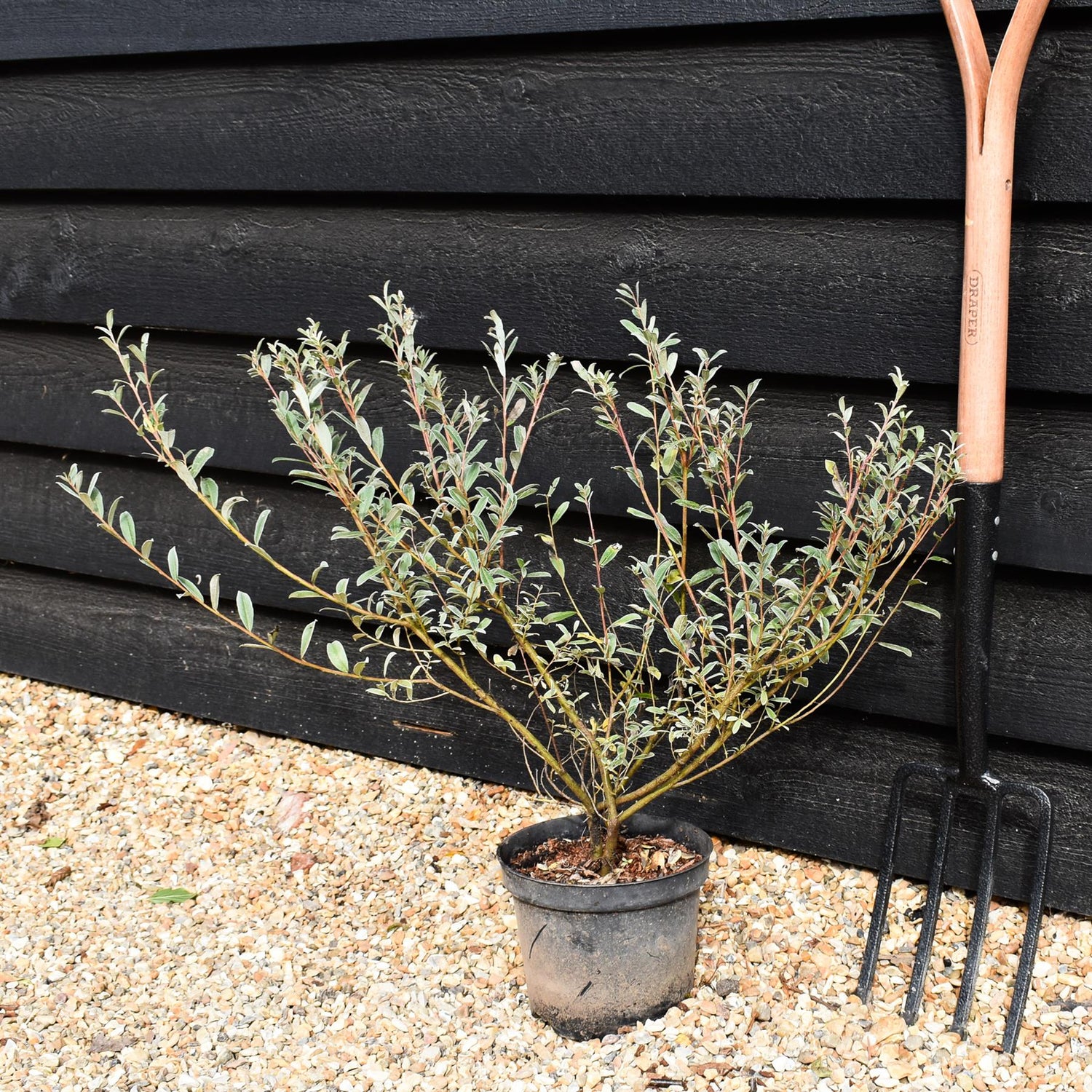 Salix elaeagnos - Shrub - Height 60-80cm - 10lt