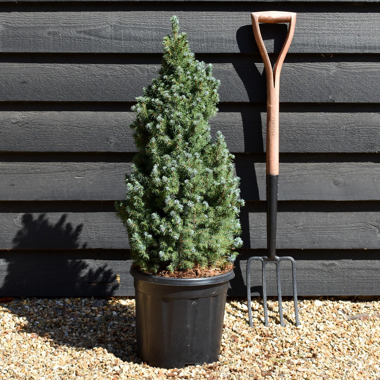 Picea glauca 'Sander's Blue' | Alberta spruce - Height 70-80cm - 15lt