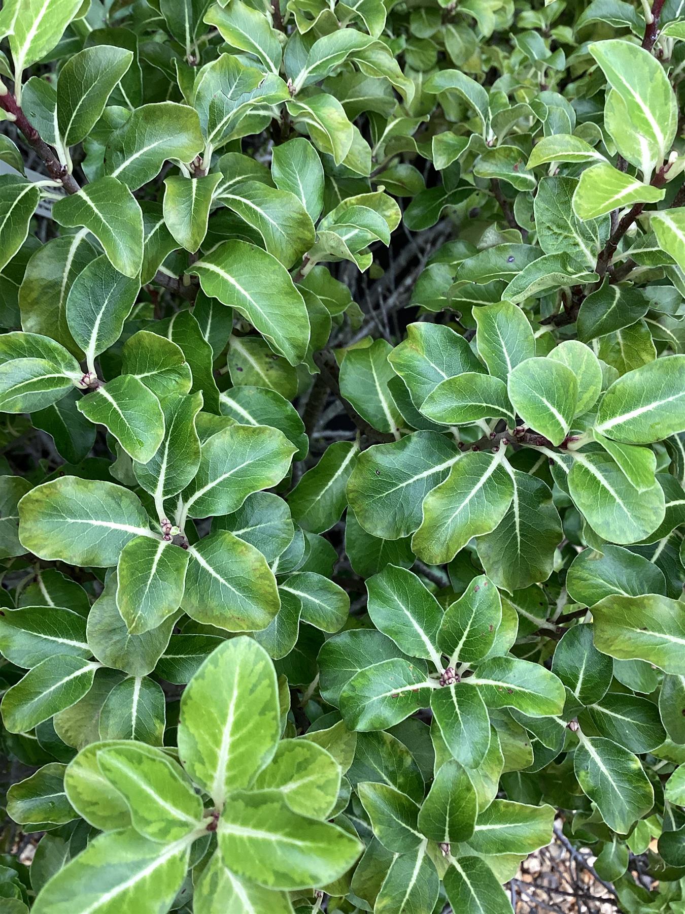Pittosporum tenuifolium 'Gold Star' - 100-150cm, 50lt