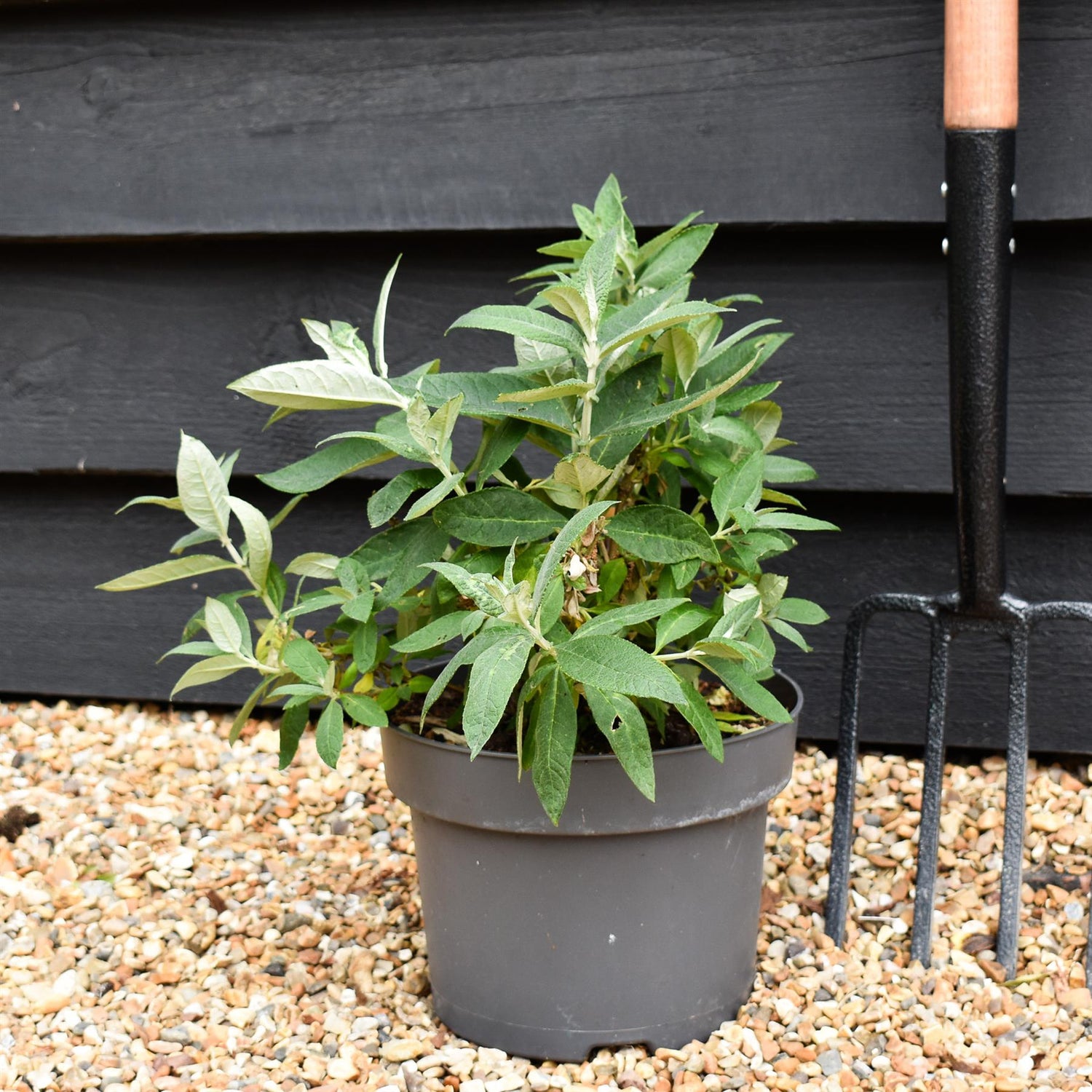 Buddleja 'Butterfly Candy Lila Sweetheart' | Butterfly Candy Lila Sweetheart  Height 10-20cm - 4lt