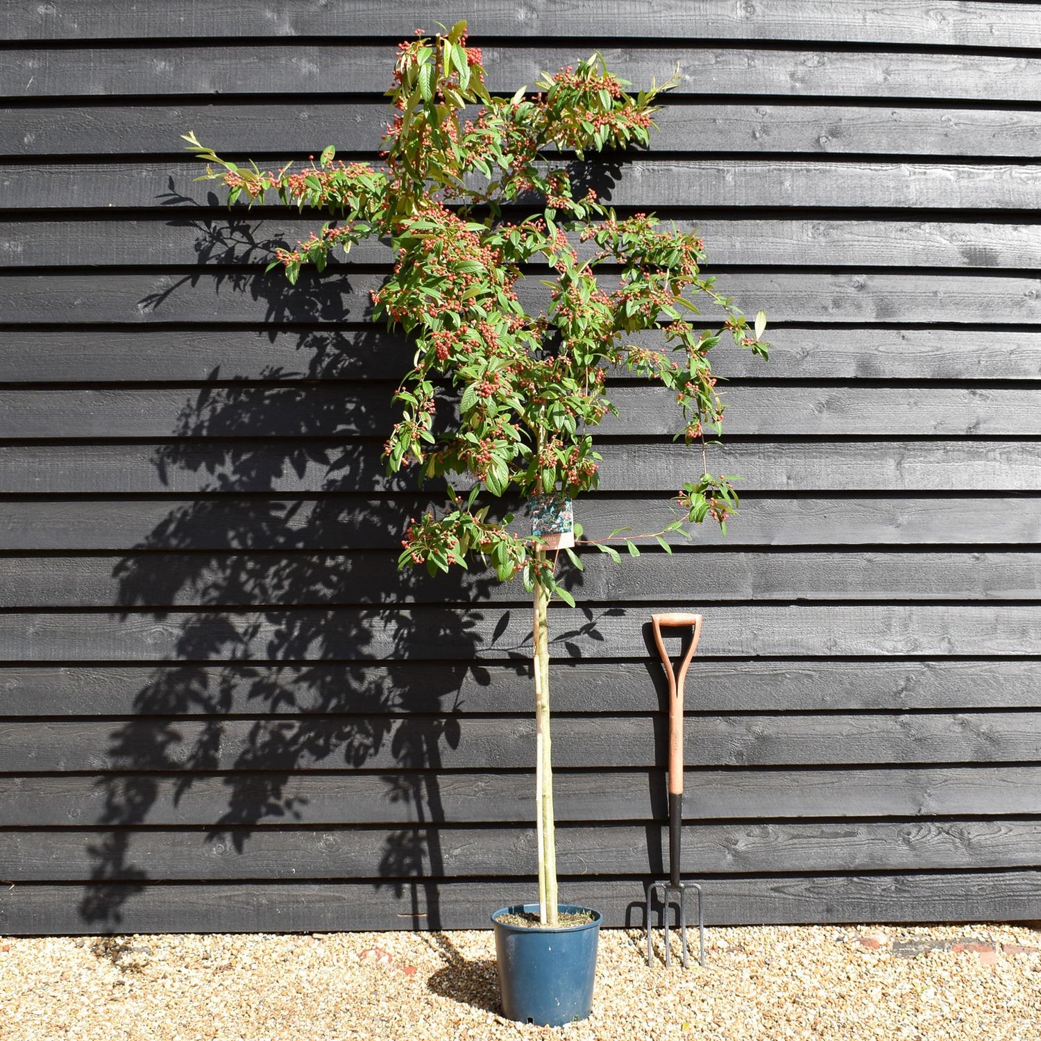 Cotoneaster 'Cornubia' - 160-200cm, 10lt