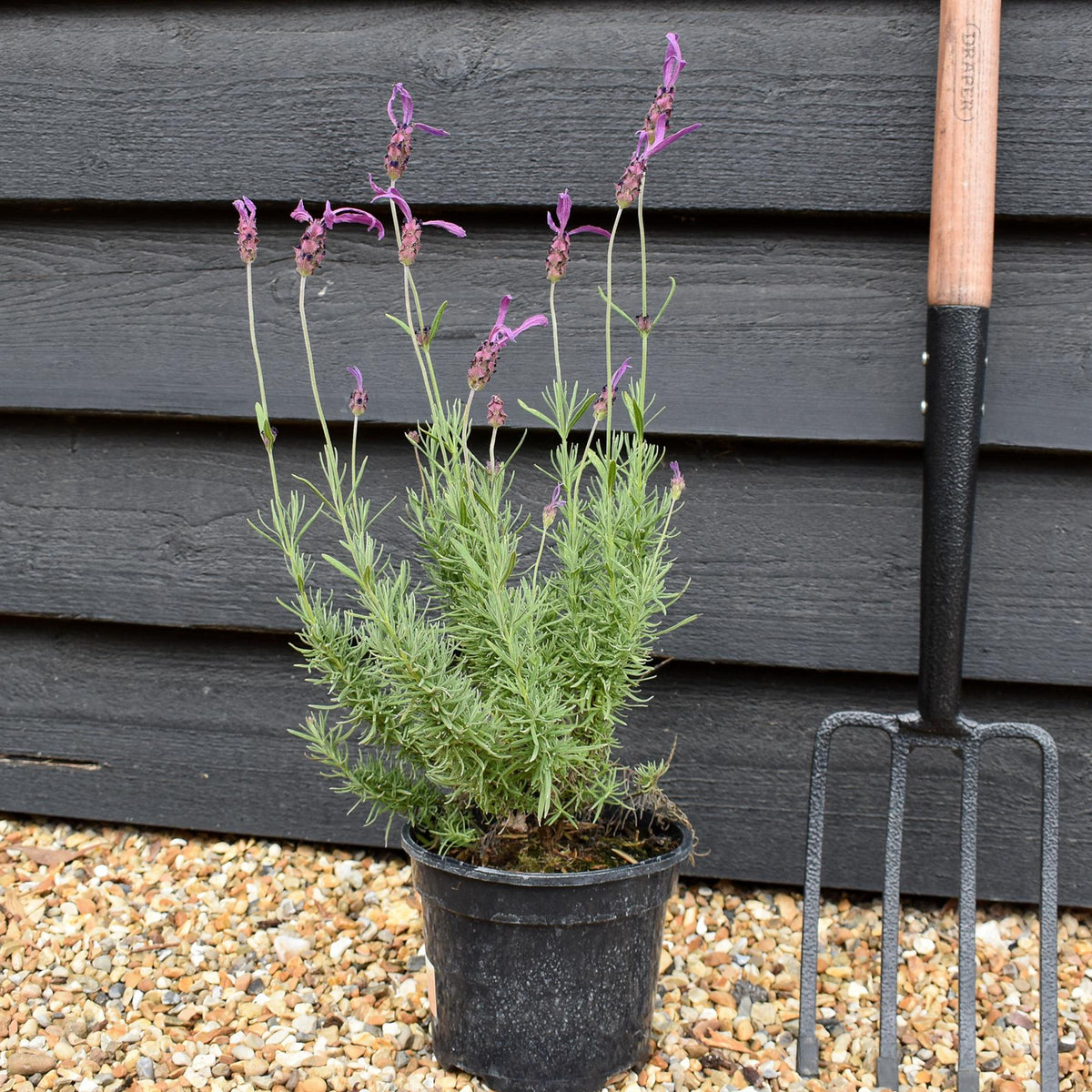 Lavandula stoechas Papillion | French Lavender - 10-30cm, 3lt