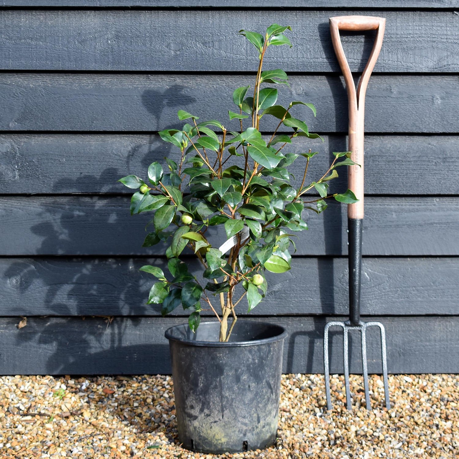 Camellia japonica 'Nuccio's Cameo' - Height 50-60cm - 12lt