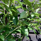 Plum tree Golden Japan | Prunus salicina - Girth 12-14cm - 170-180cm - 30lt