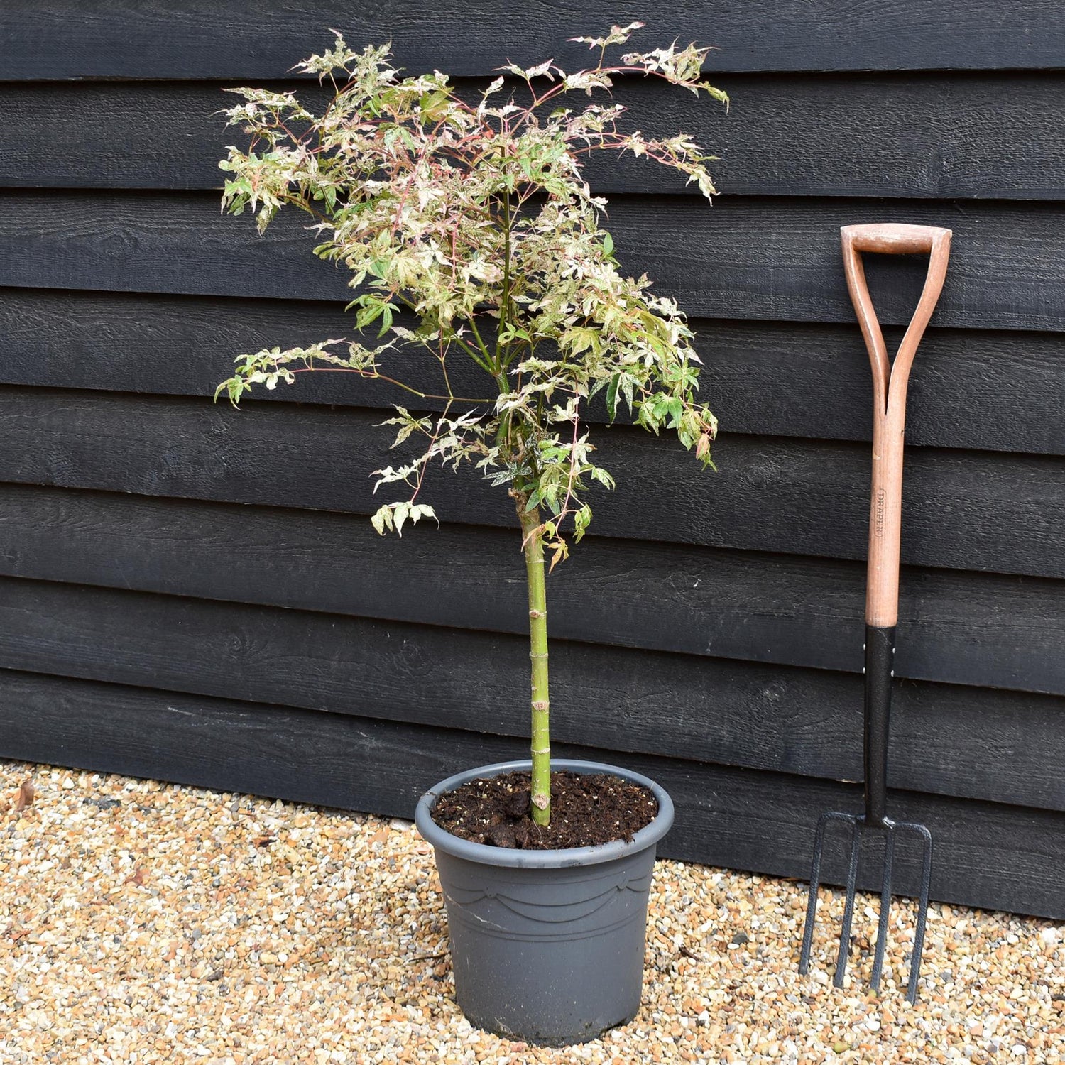 Acer palmatum 'Ukigumo' | Japanese Maple - Clear Stem 50cm - Height 70-100cm - 15lt