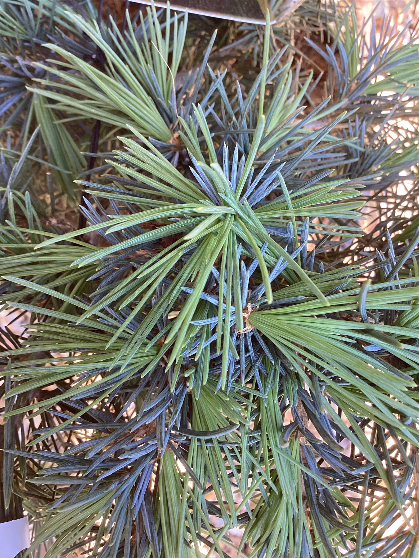Cedrus deodara 'Lime Glow' | Himalayan Cedar 'Lime Glow' - 40-50cm - 8lt