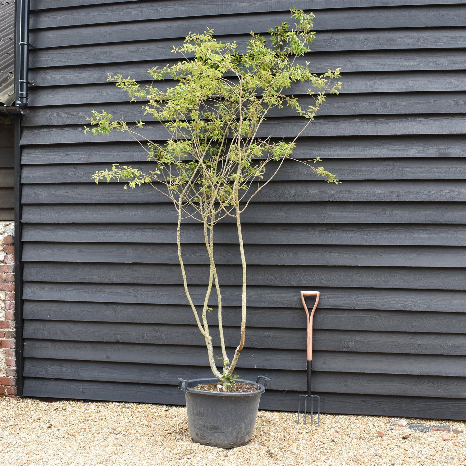 Prunus Subhirtella Autumnalis - Shrub Height 220-250cm - 60lt