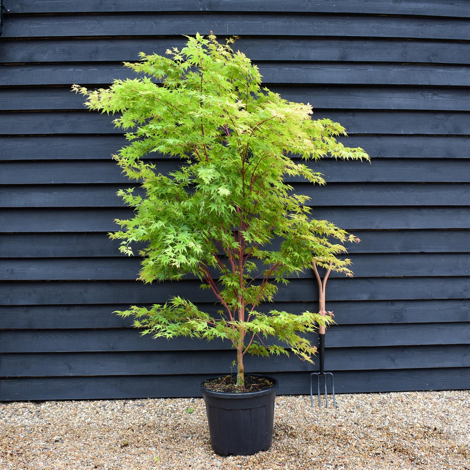Red Bark Japanese Maple | Acer palmatum 'Sango-kaku' | Red Bark Maple Bushy - Height 180-200cm - 35lt