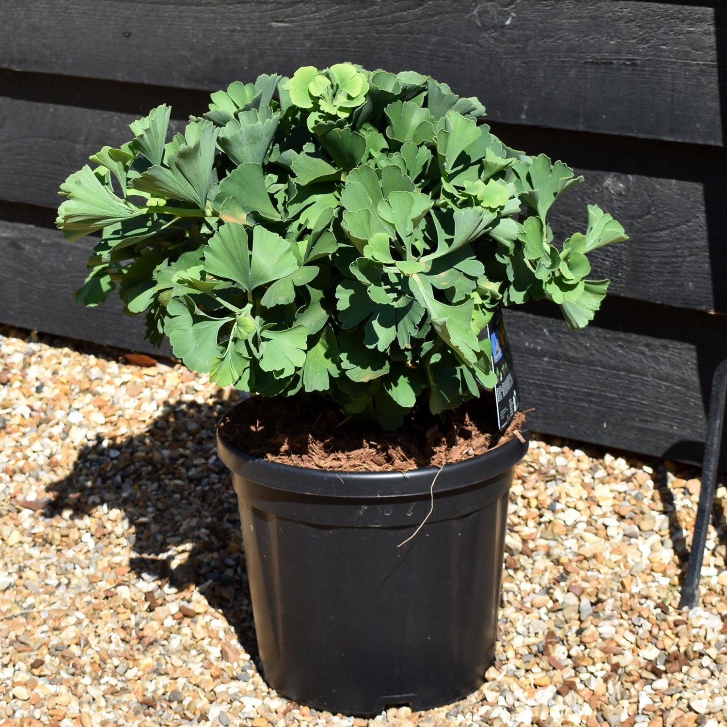 Ginkgo biloba 'Troll' | Maidenhair Tree - Bushy - Height 30-40cm - 7.5lt