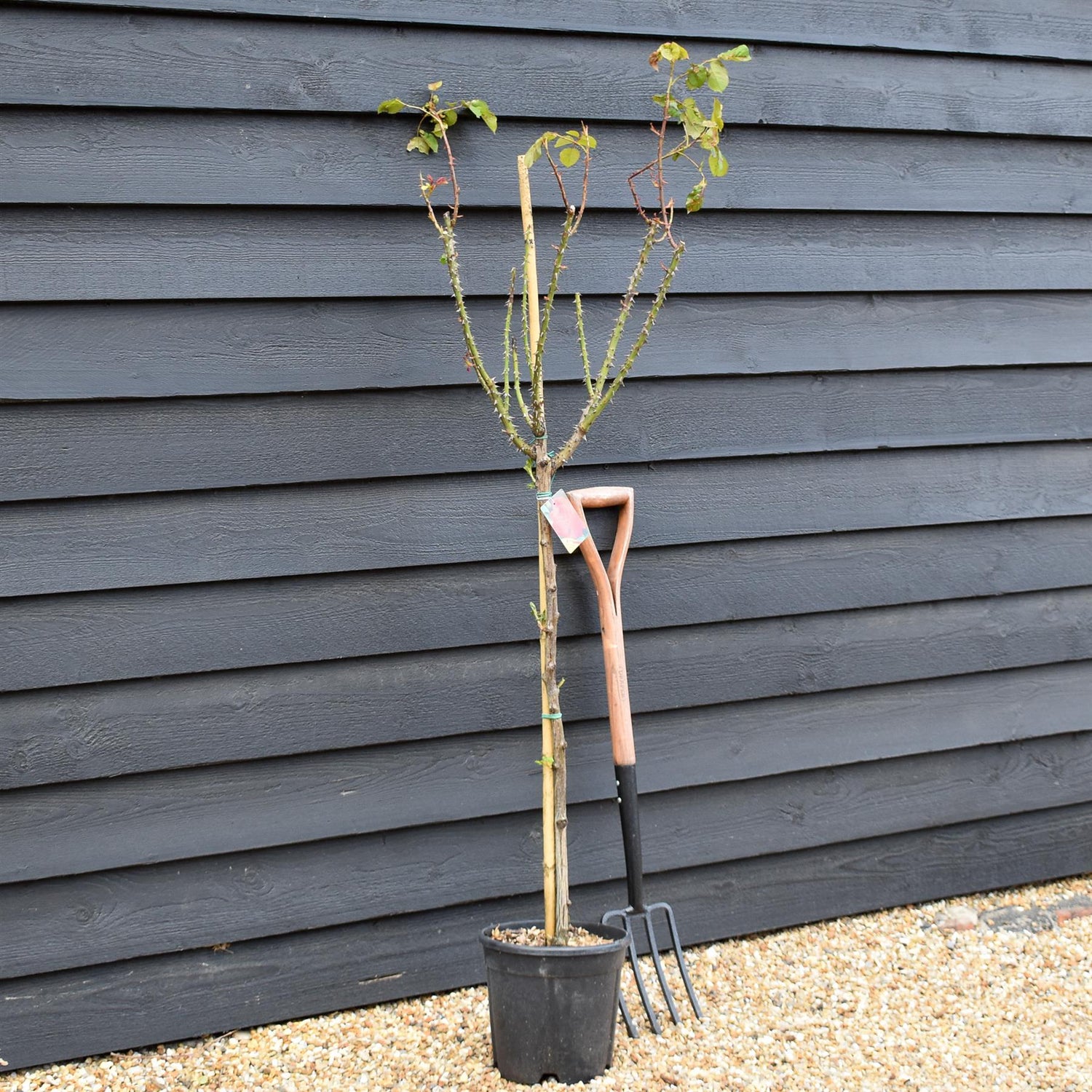 Rose 'Vermiglio Intenso' - Clear Stem 80-90cm - Height 130-160cm - 18lt