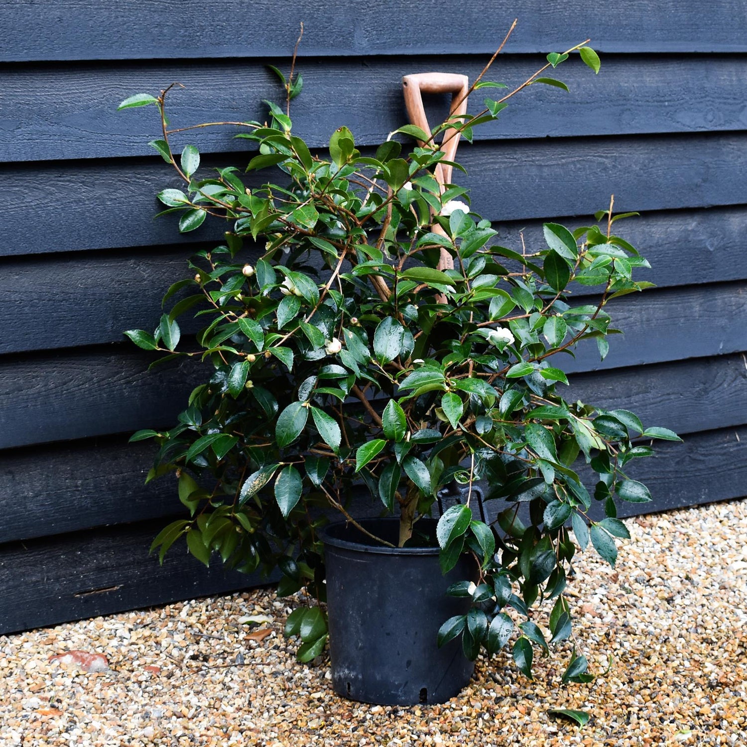 Camellia sasanqua 'Winter's Snowman' - 60-70cm - 12lt