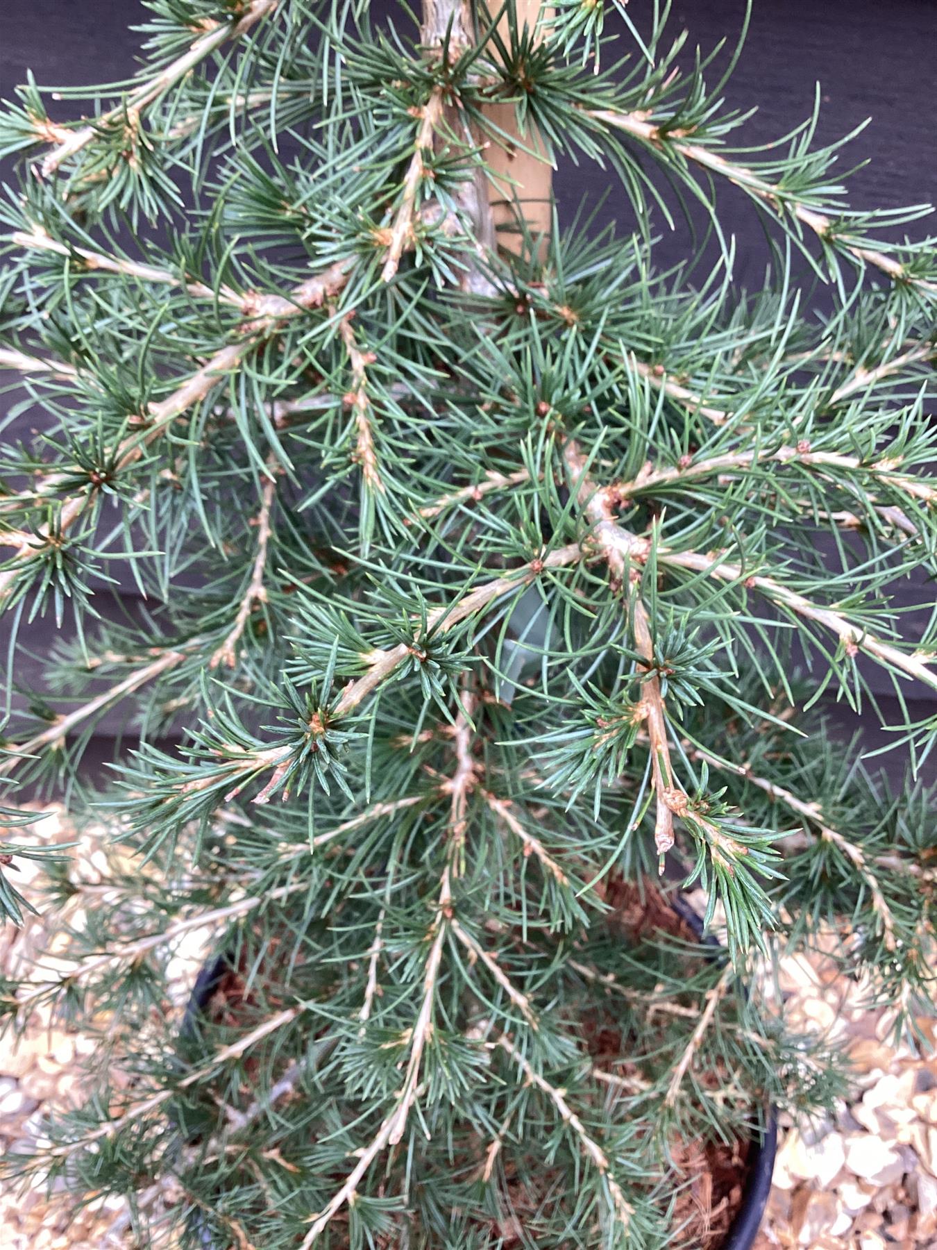 Cedrus libani | Cedar of Lebanon - Height 80cm - Width 50-60cm - 8lt