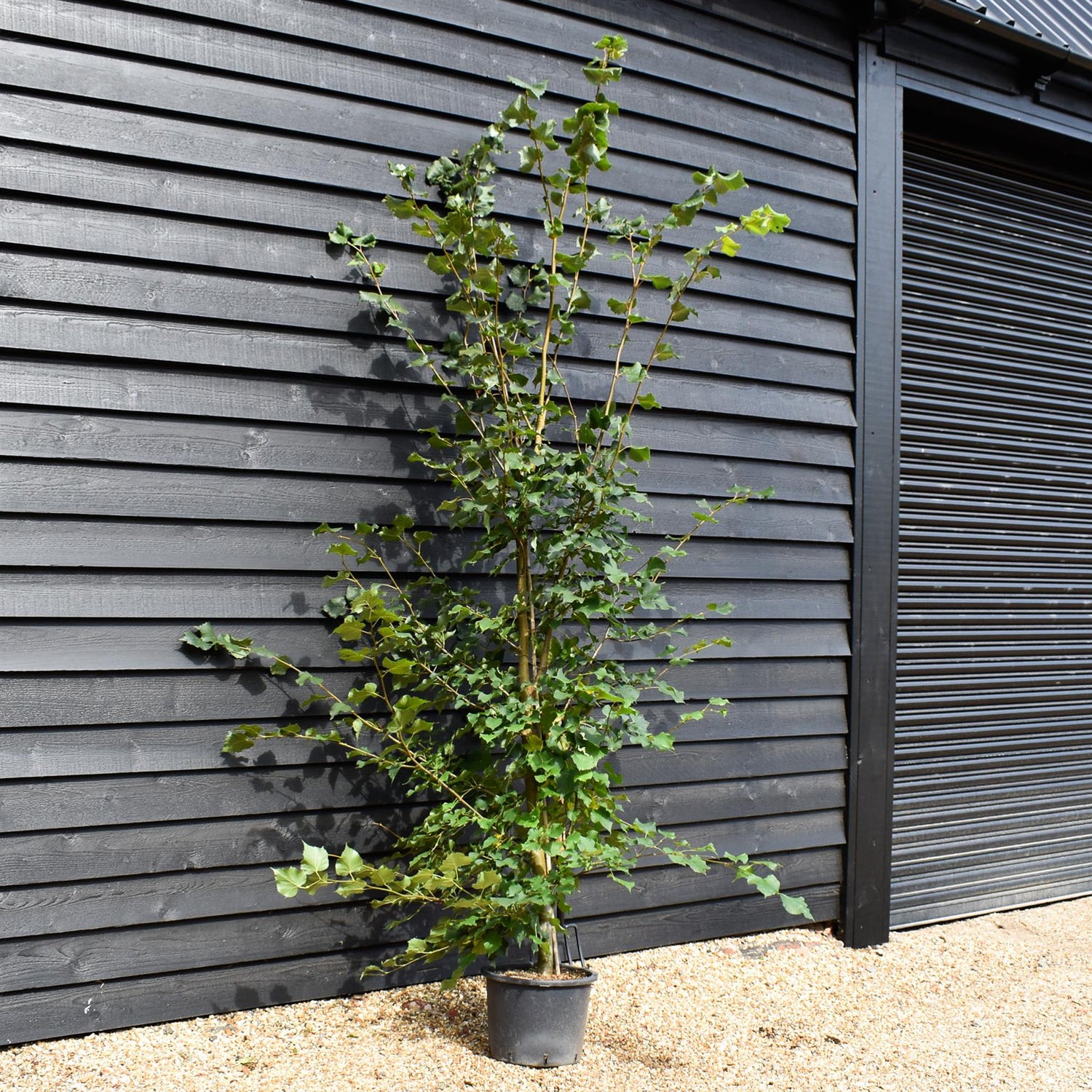 Tilia cordata | Small-Leaved Lime - Height 160-200cm - 20lt