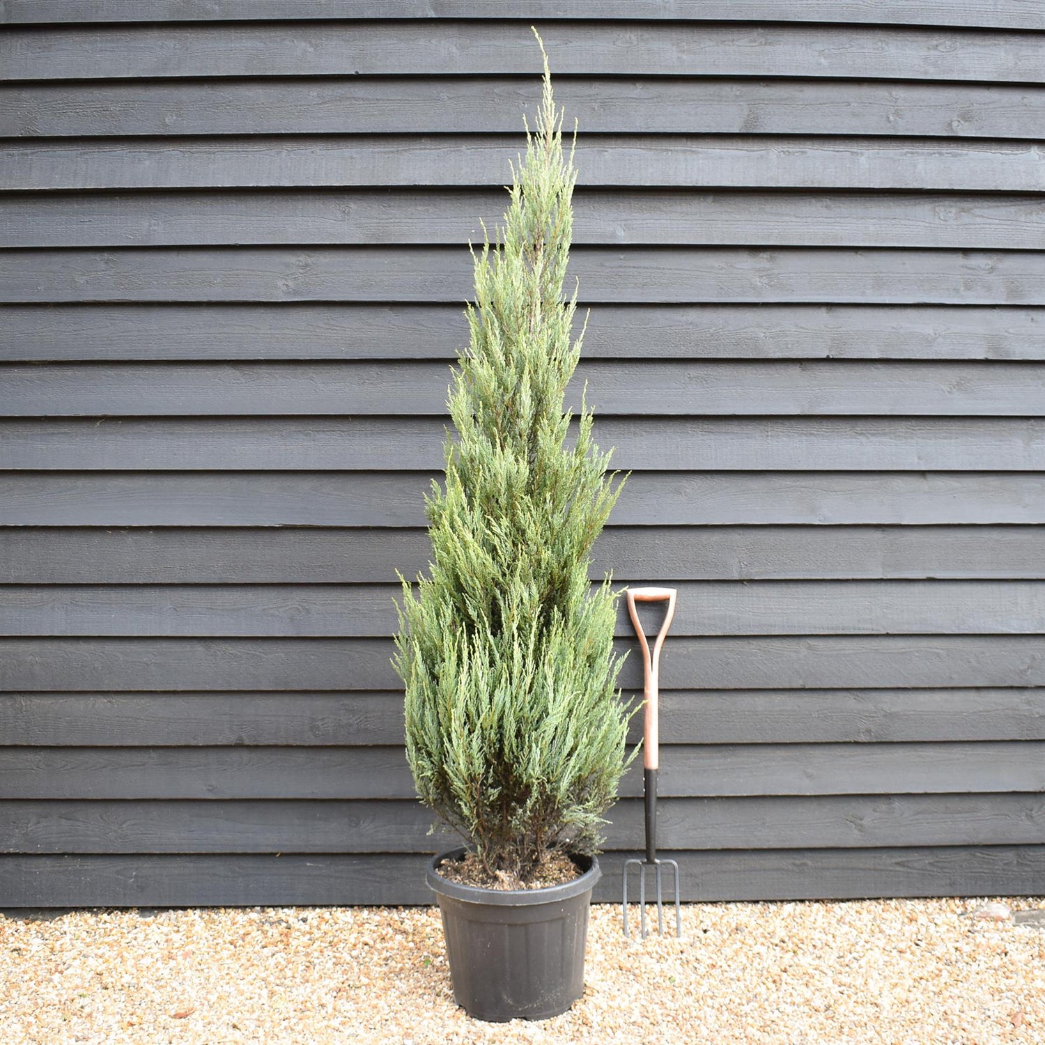 Juniperus scopulorum 'Skyrocket' -  Conifer - Height 190-210cm - 35lt