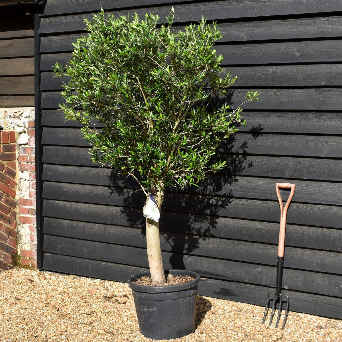 Olive Tree | Olea Europea - Clear Stem - Height 100-150cm - 50lt
