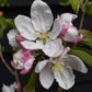 Apple tree 'Granny Smith' | Malus domestica  - 150-160cm - 10lt