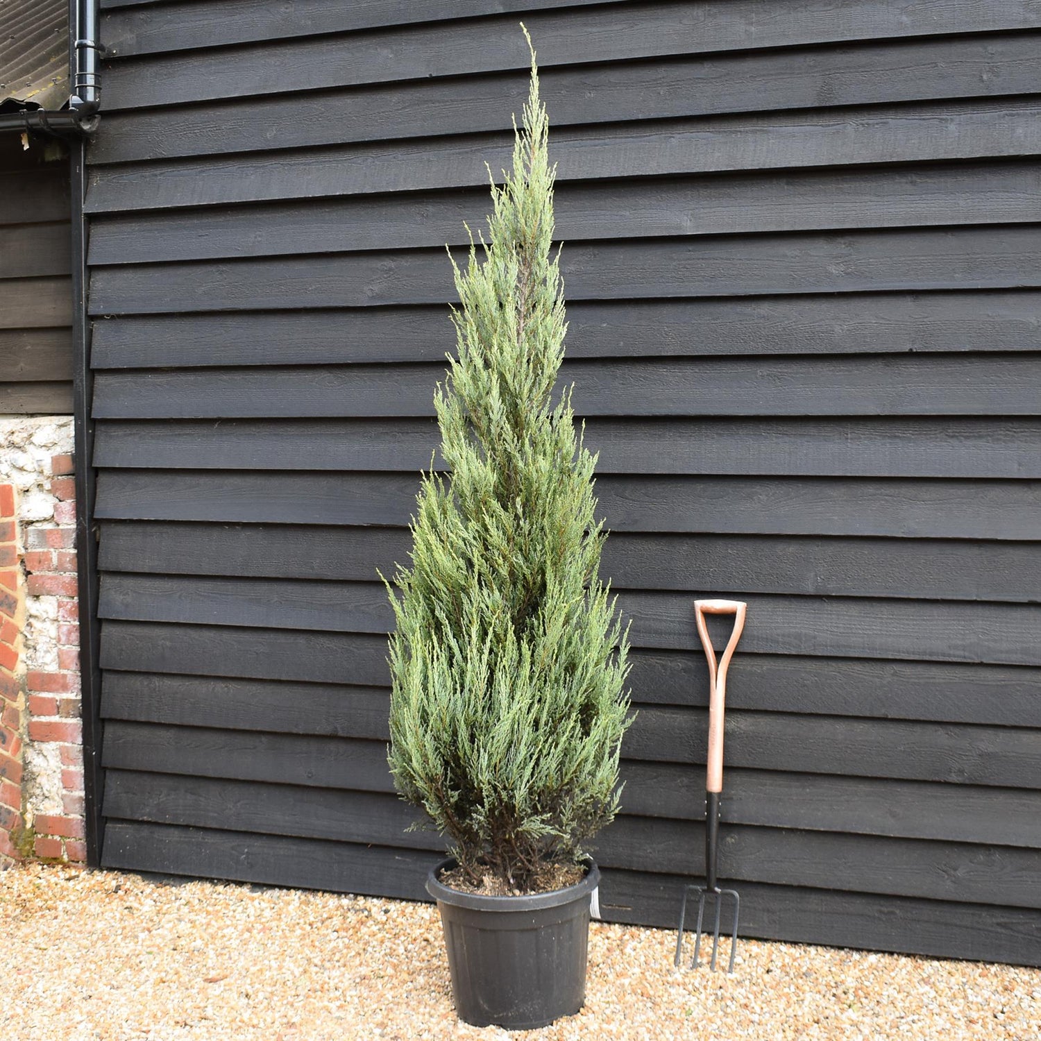 Juniperus scopulorum 'Skyrocket' -  Conifer - Height 190-210cm - 35lt