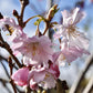 Prunus subhirtella Autumnalis Rosea| Winter-Flowering Cherry 'Autumnalis Rosea' - Half Standard - 180-210cm - 25lt