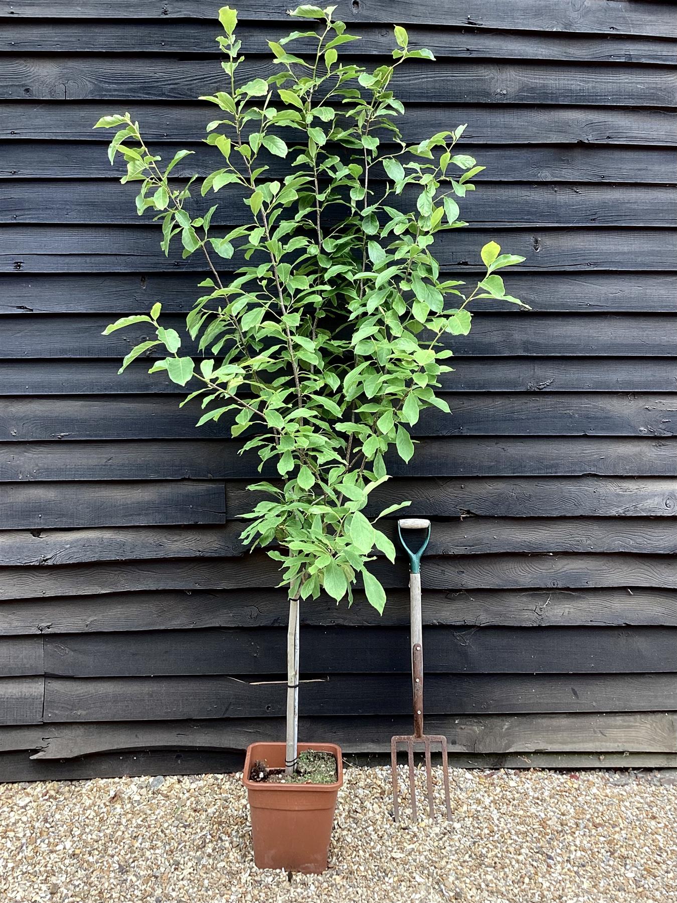 Magnolia x soulangeana 1/4 Standard | Saucer Magnolia - 180-200cm, 18lt