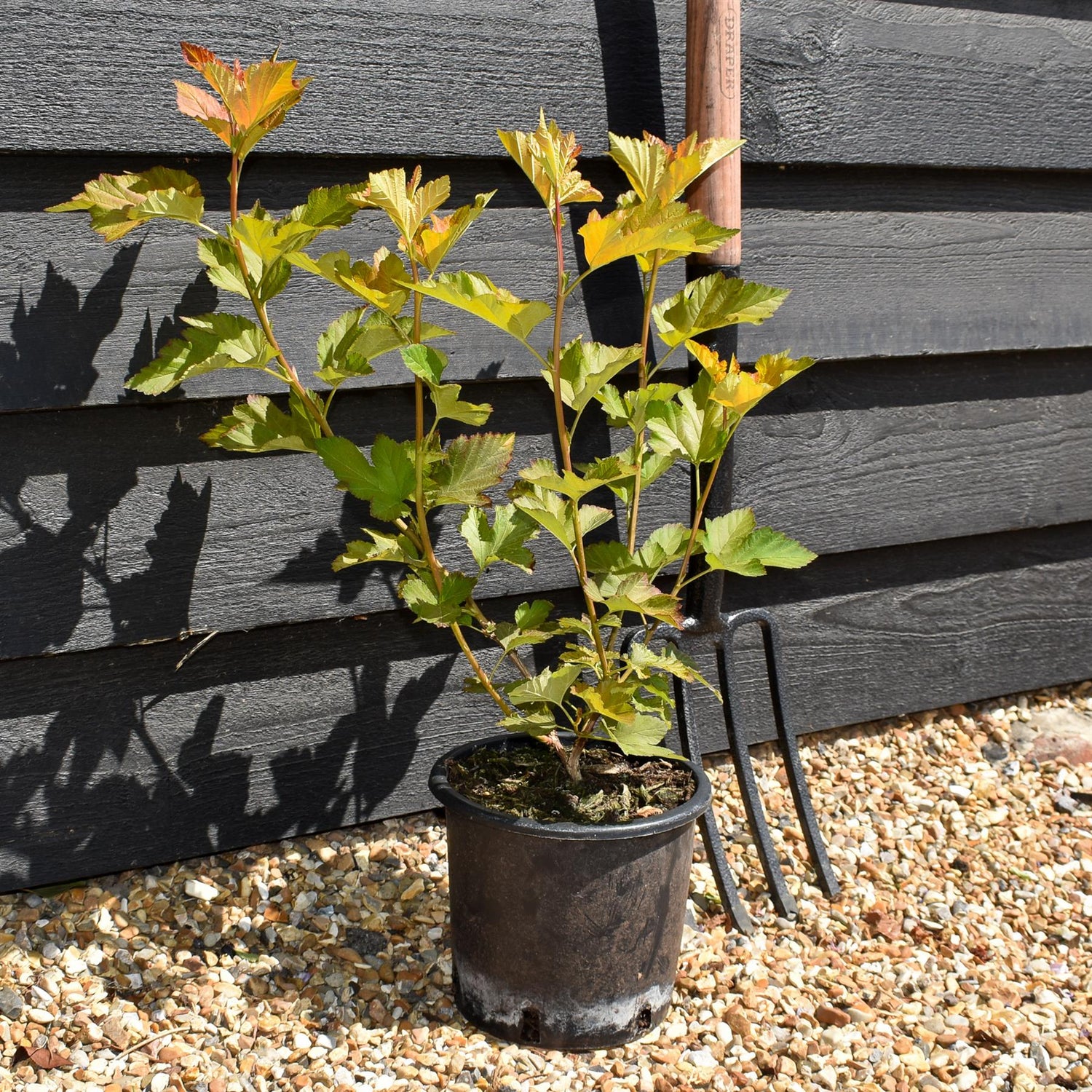 Physocarpus 'Amber Jubilee' - Shrub - Height 15-25cm - 2lt