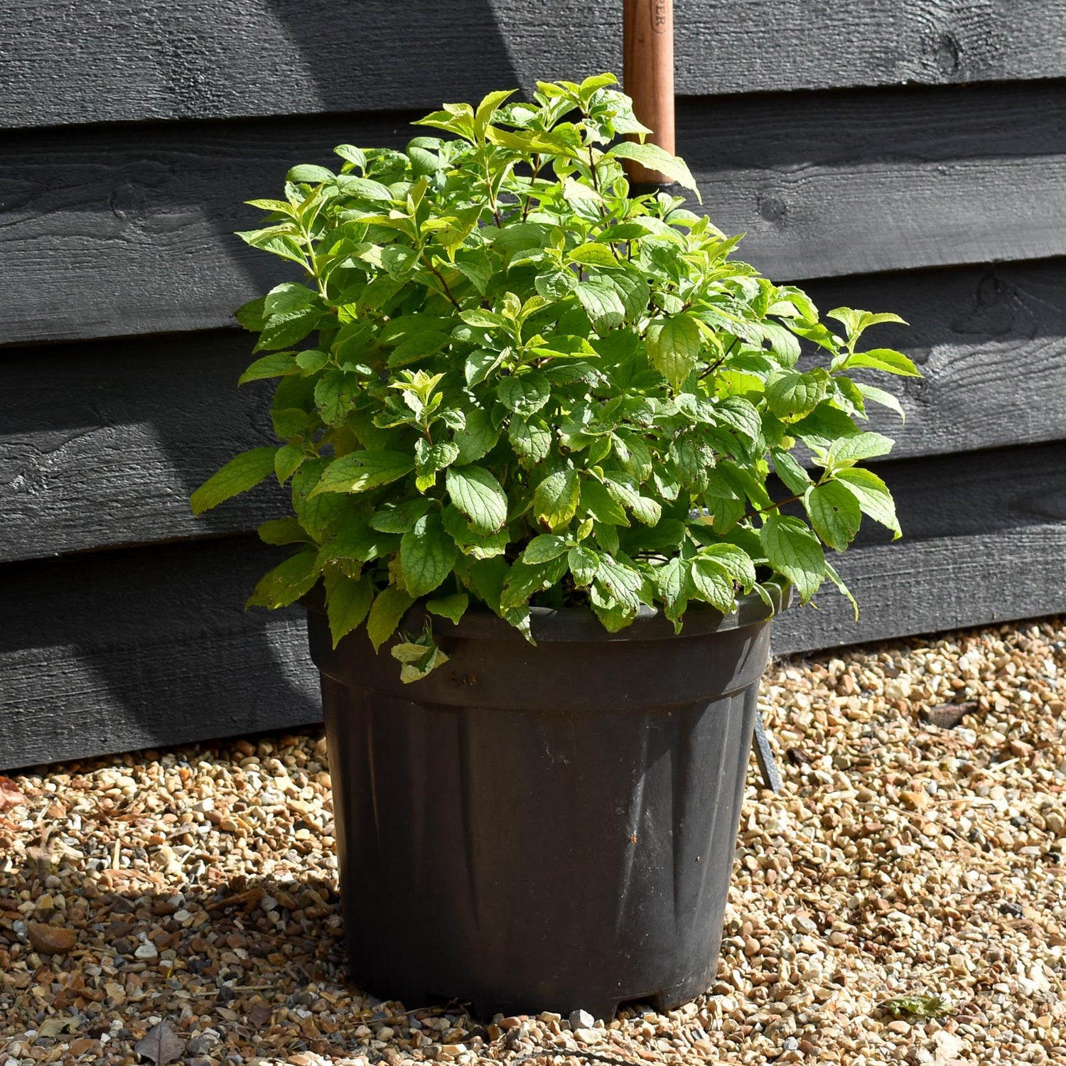 Philadelphus Coronarius Aureus - 40-50cm - 18lt