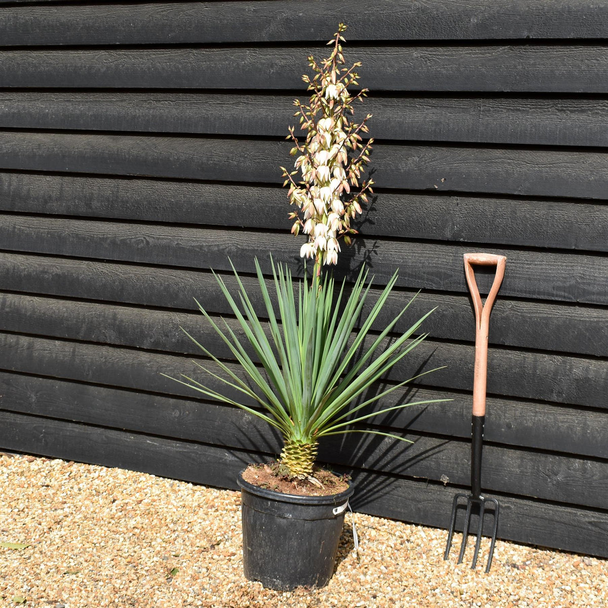 Yucca rigida 'Blue Sentry' - Height 50-60cm - 20lt