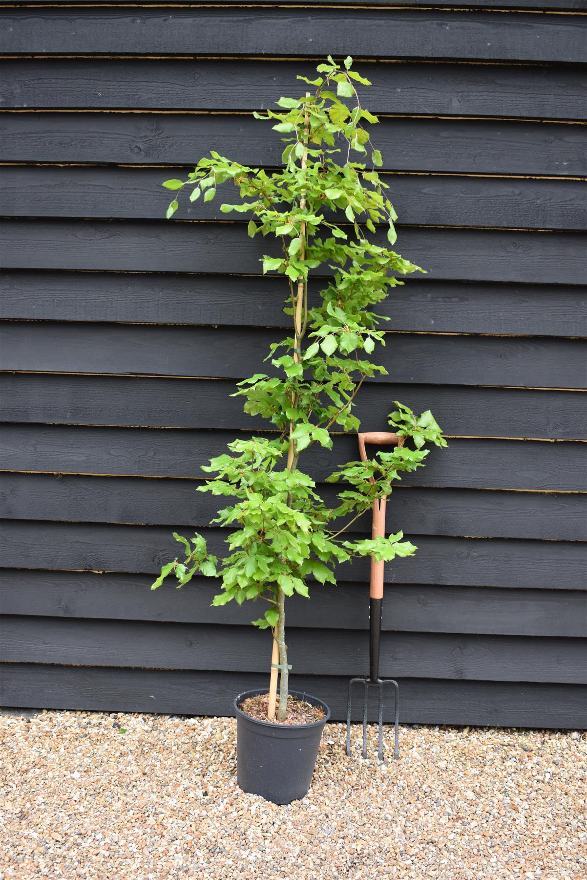 Fagus sylvatica | European Beech - Height 155-190cm - 12lt