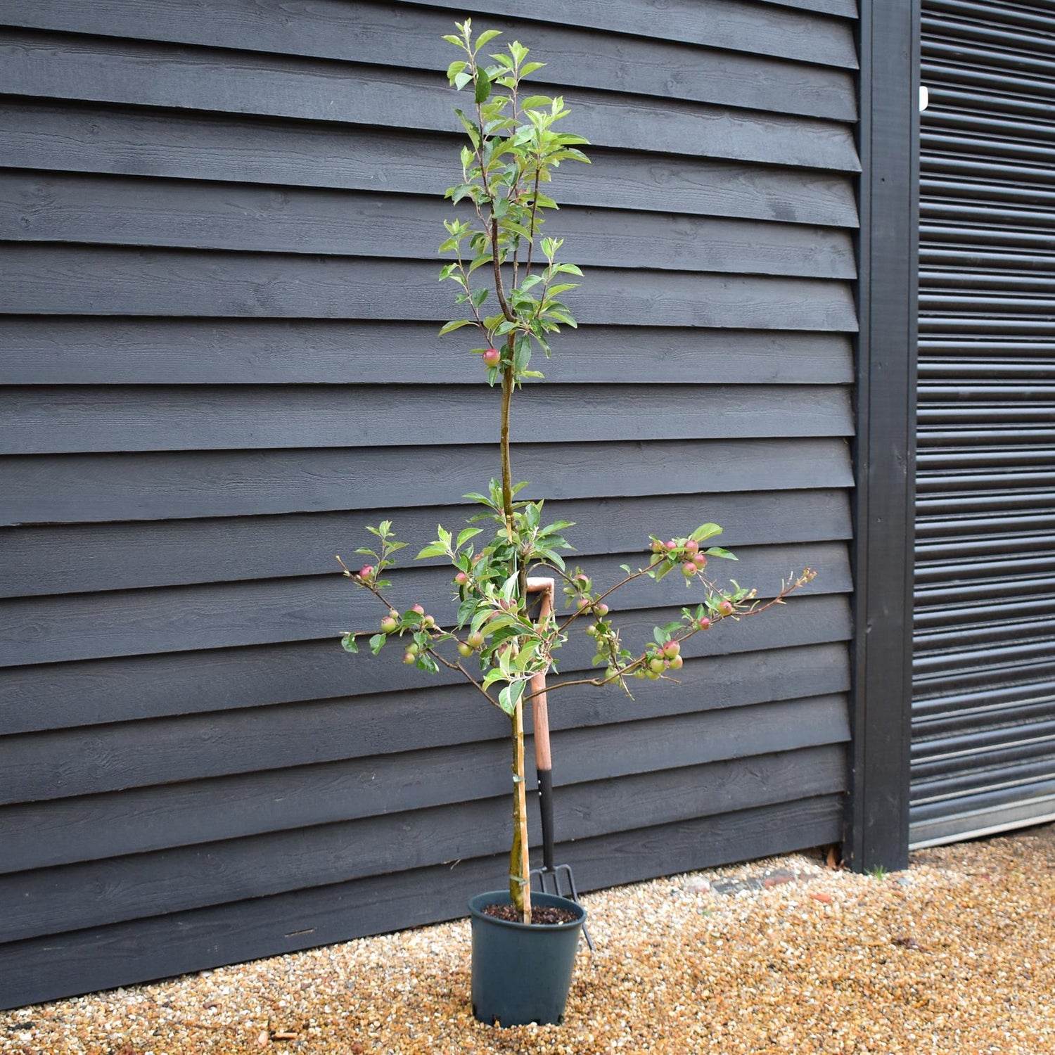 Apple tree 'Laxton's Superb' | Malus domestica - TM26 - Dwarfing - 140-150cm - 10lt