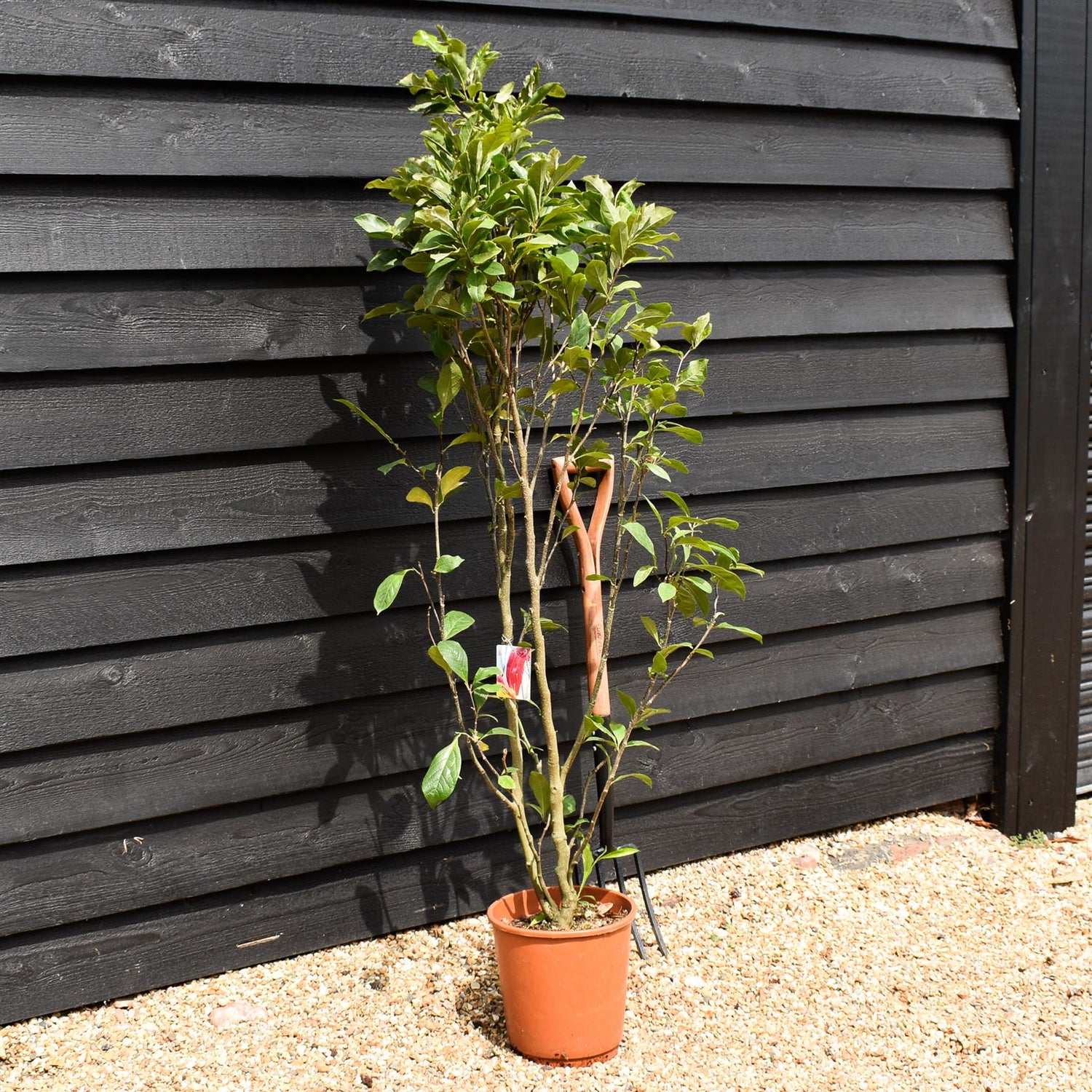 Magnolia Susan - 140-150cm - 10lt