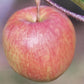Apple tree 'Red Falstaff' | Malus domestica - MM106 - Semi-Dwarfing - 140-160cm - 10lt