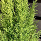 Cupressus macrocarpa 'Goldcrest Wilma' - 55-60cm - 3lt