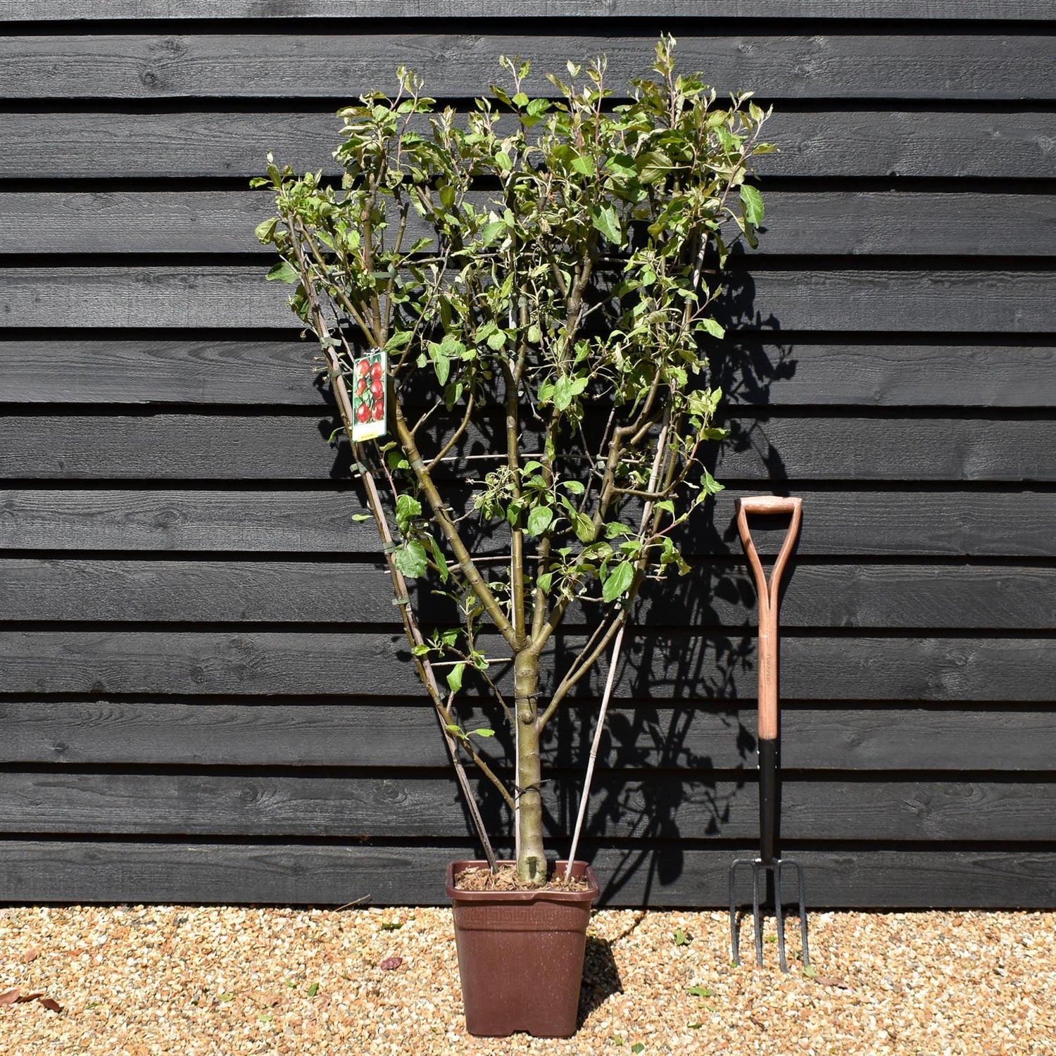 Malus Communis -  'Beleza de Roma' - Apple Tree - Espalier - Height 140-150cm - 15lt