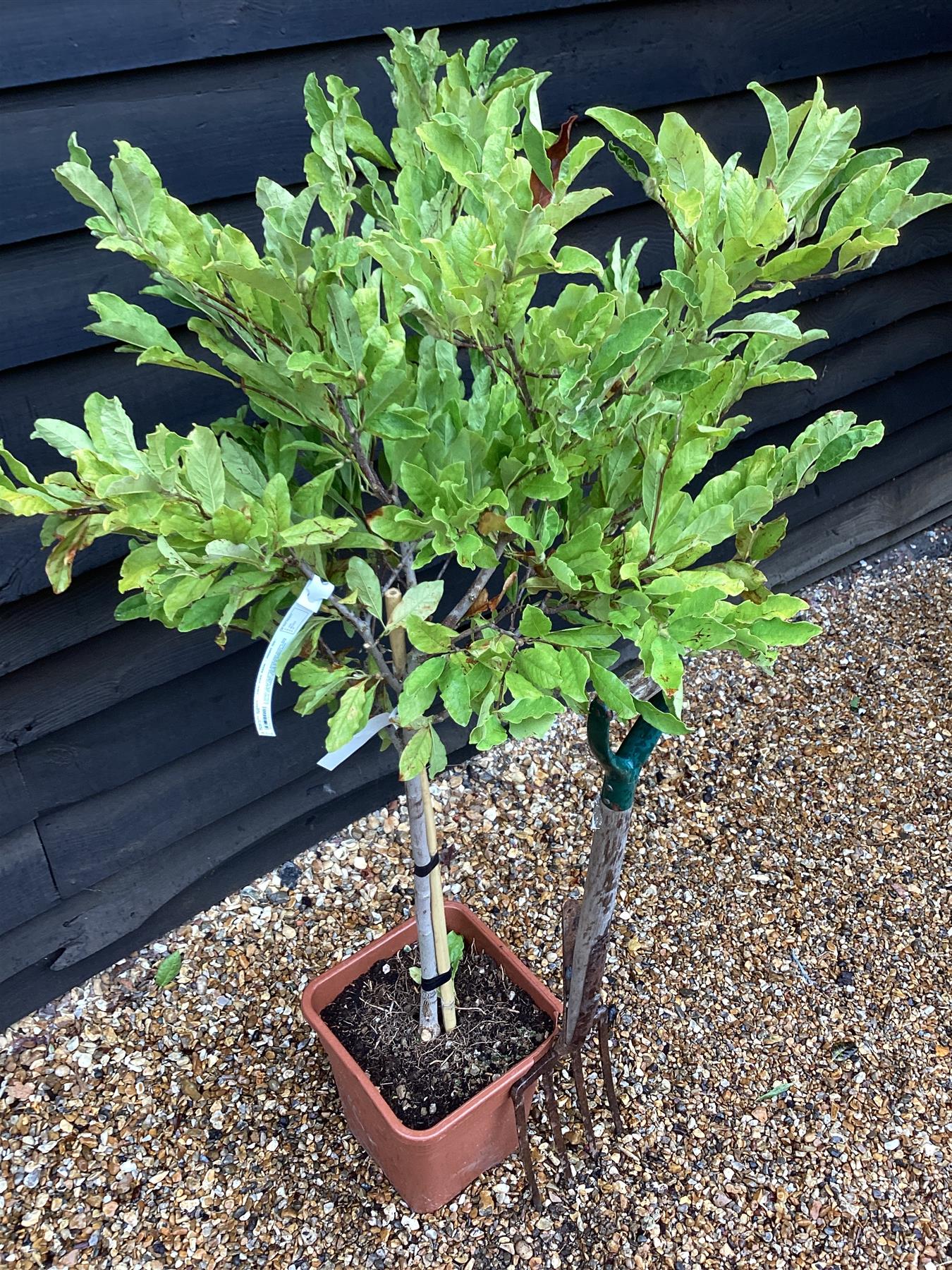 Magnolia Stellata | Star Magnolia - Clear stem 60cm - Height 120-130cm - 18lt