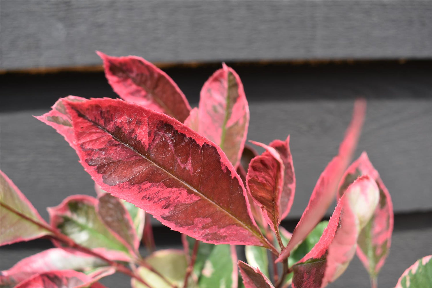 Photinia x fraseri Louise  - 15-20cm, 3lt