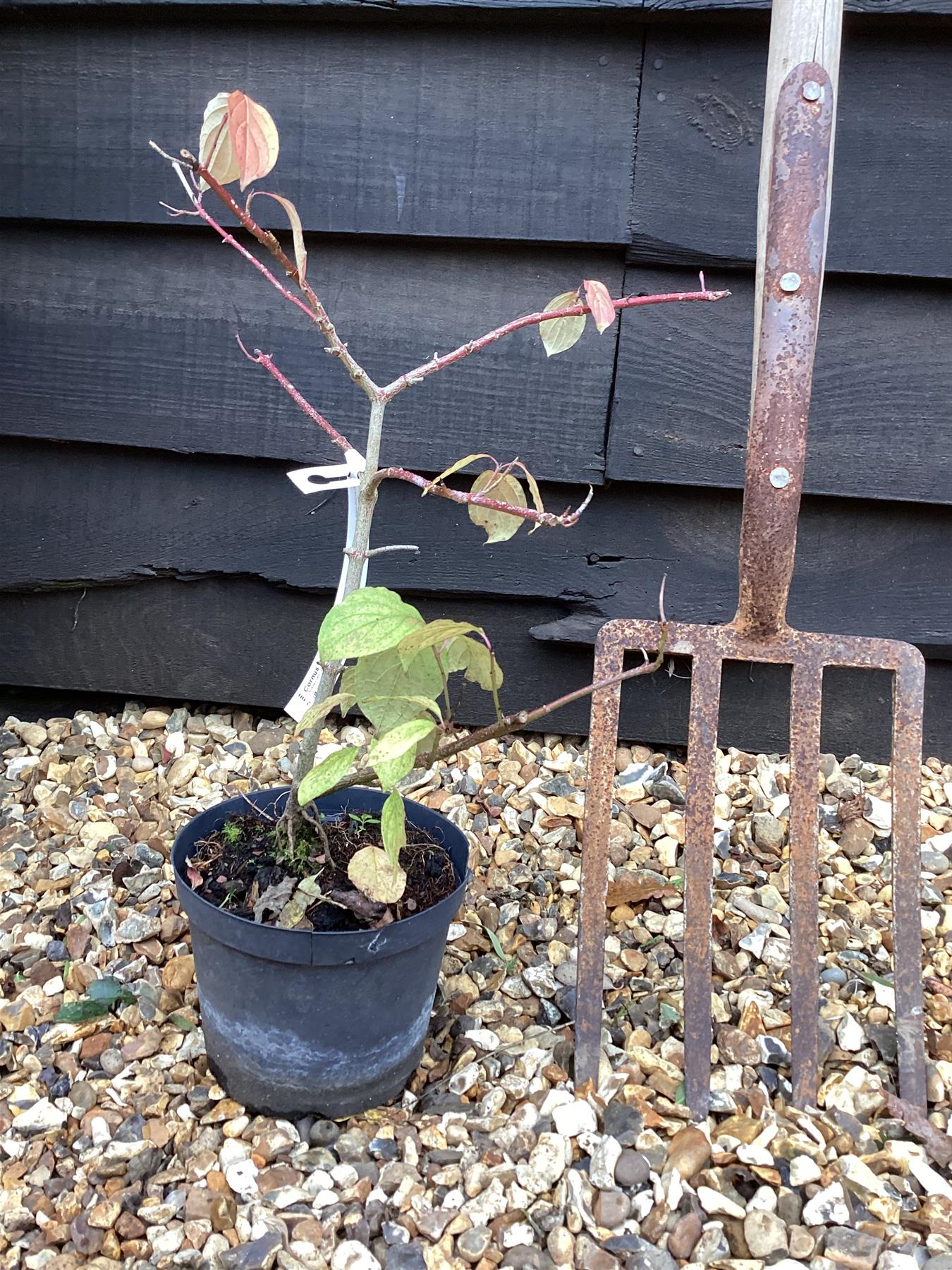 Cornus alba 'Sibirica' | Siberian Dogwood - 40-70cm - 5lt