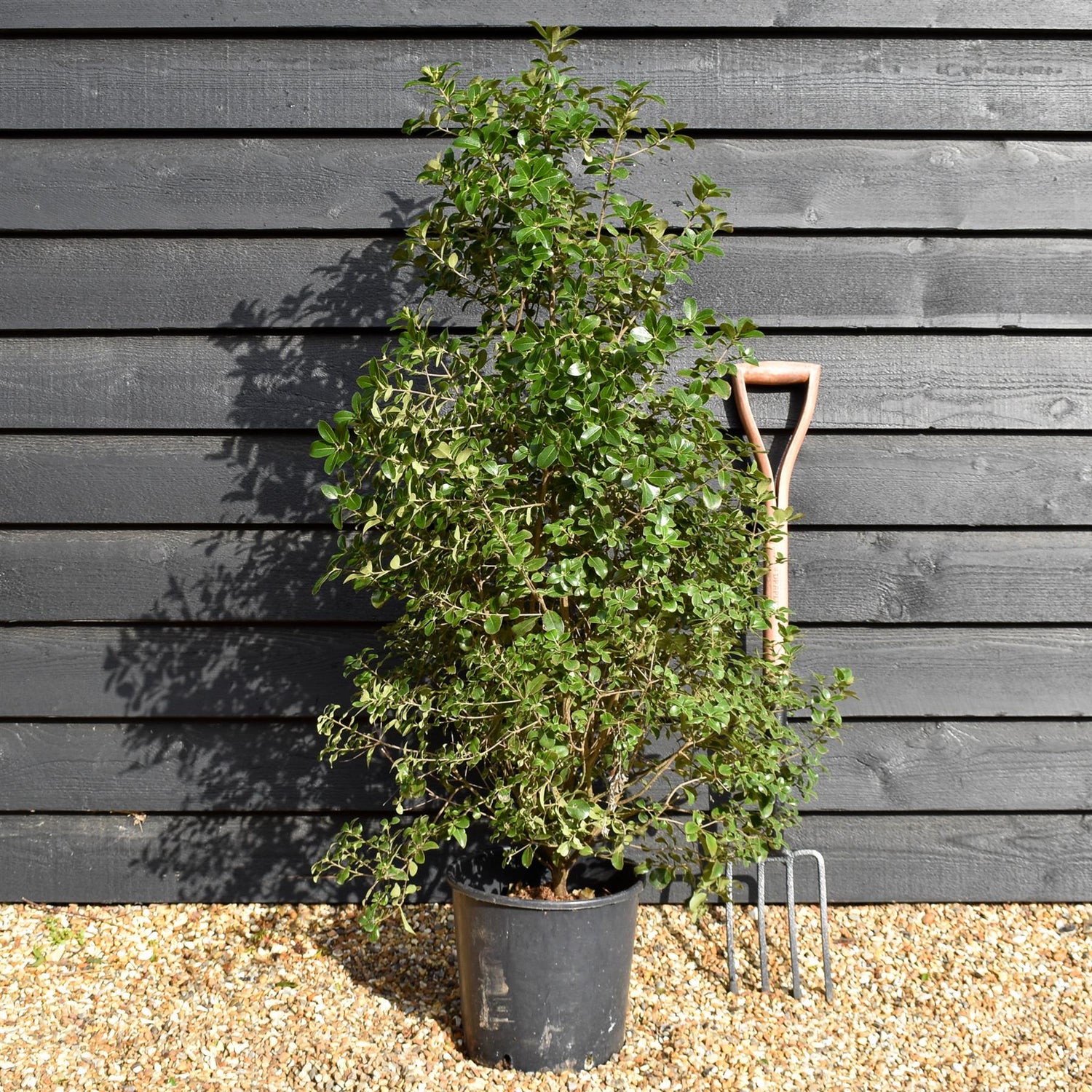 Pittosporum tenuifolium 'Irish Luck' - Height 120-140cm -12lt