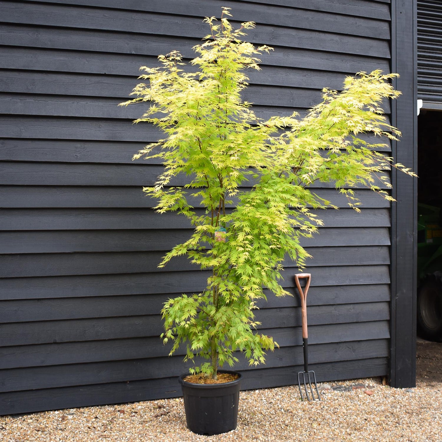 Japanese Maple | Acer palmatum 'Orange Lace' - Bushy - Height 180-190cm - 35lt