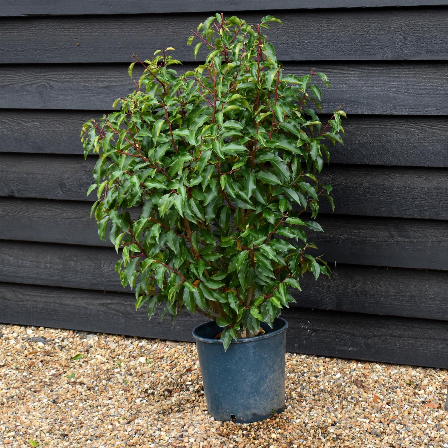 Portuguese Laurel 'Angustifolia' | Prunus lusitanica 'Mytrifolia' - Height 80-110cm - Bushy - 10lt