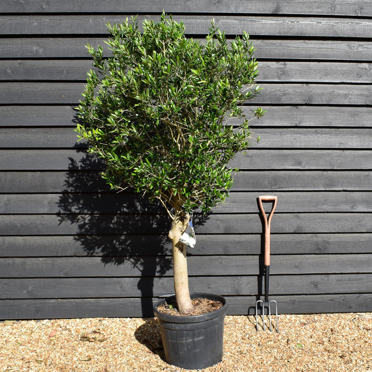 Olive Tree | Olea Europea - Clear Stem - Height 100-150cm - 50lt