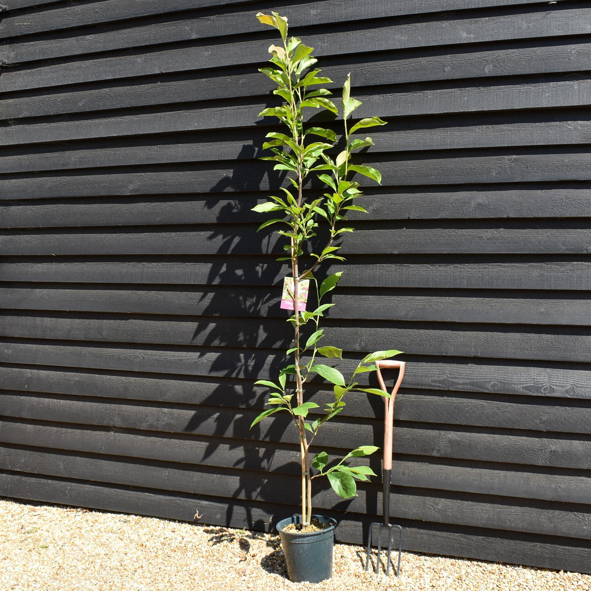 Magnolia Star Wars - Height 150-180cm - 10lt