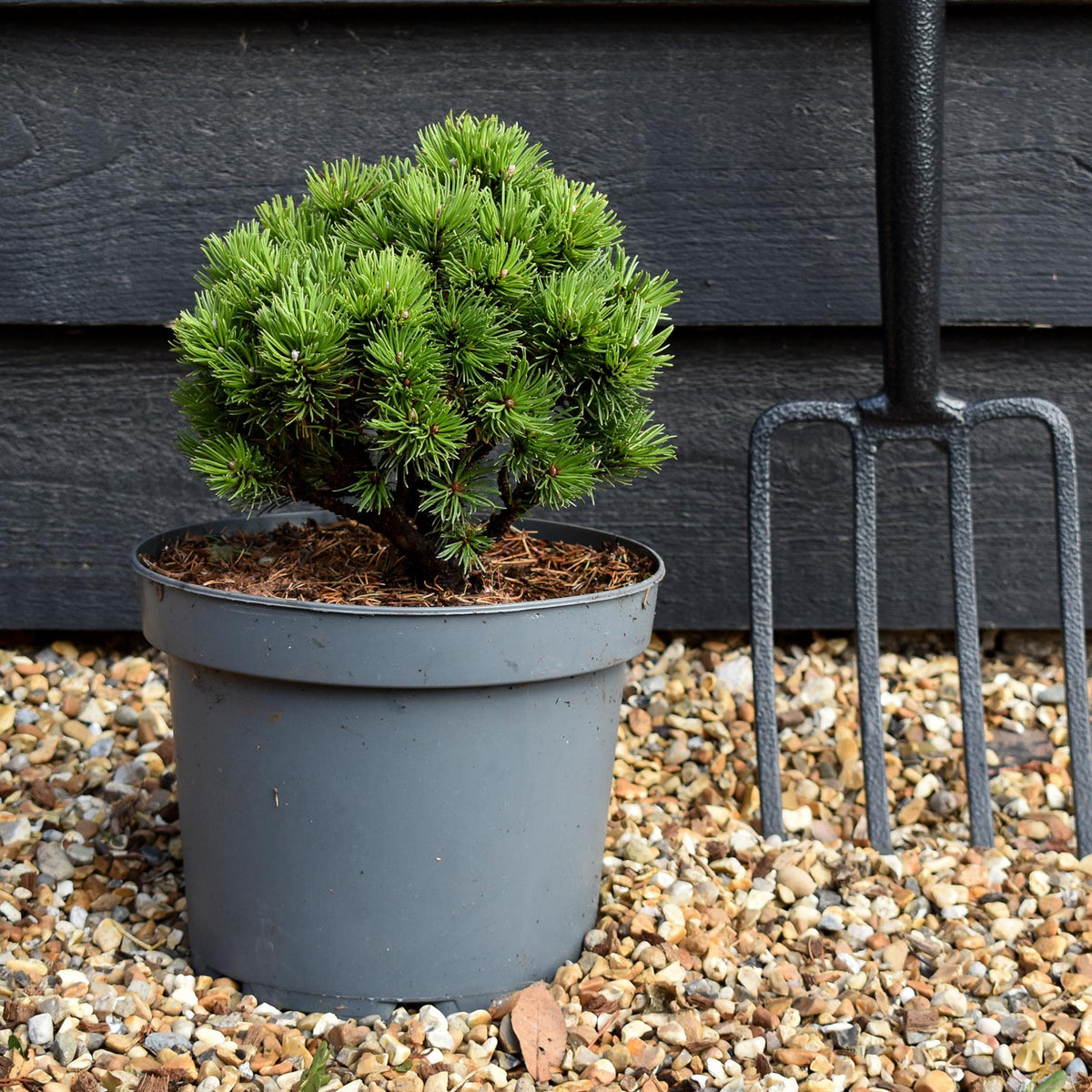 Pinus mugo 'Allgau' | Dwarf mountain pine - Height 20-25cm - Width 25-30cm - 5lt