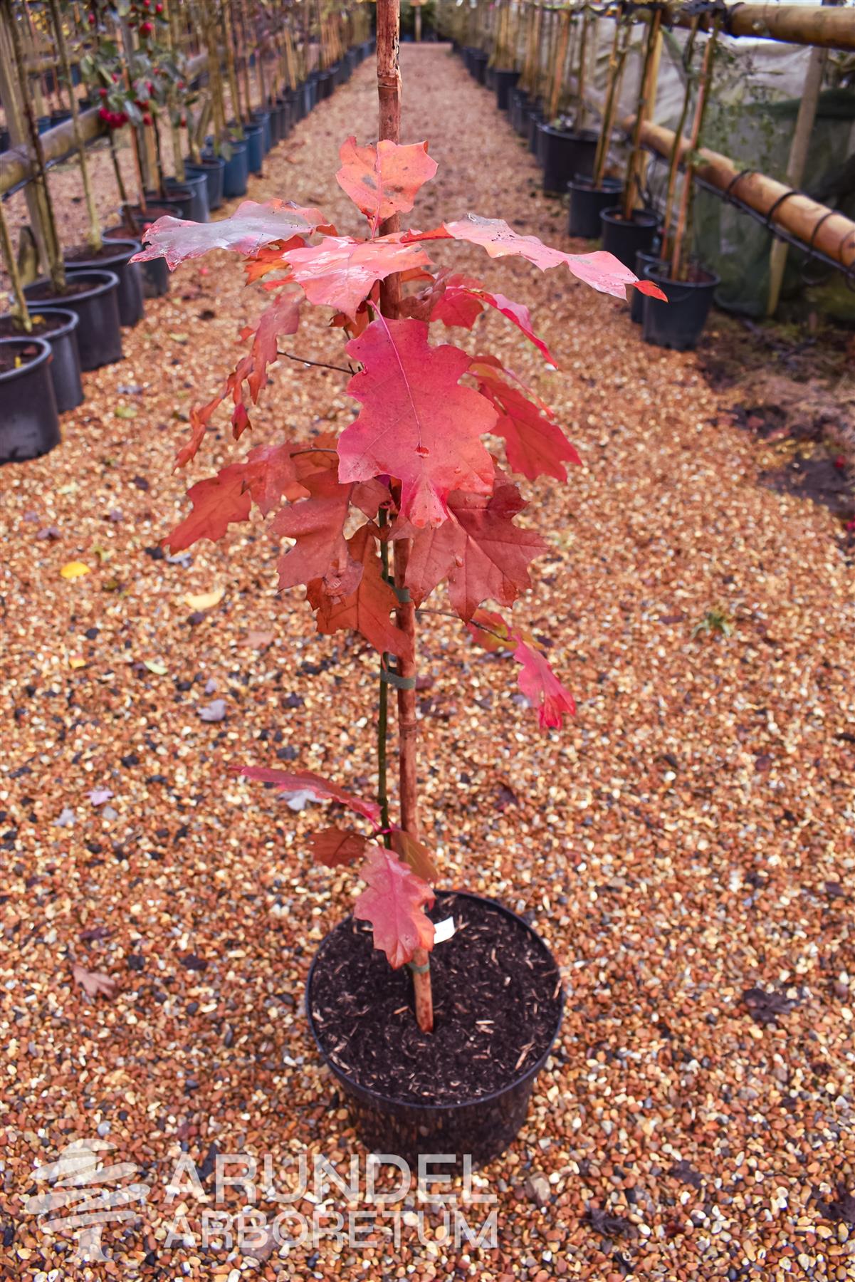 Red Oak | Quercus rubra - Height 100-120cm - 3-5lt