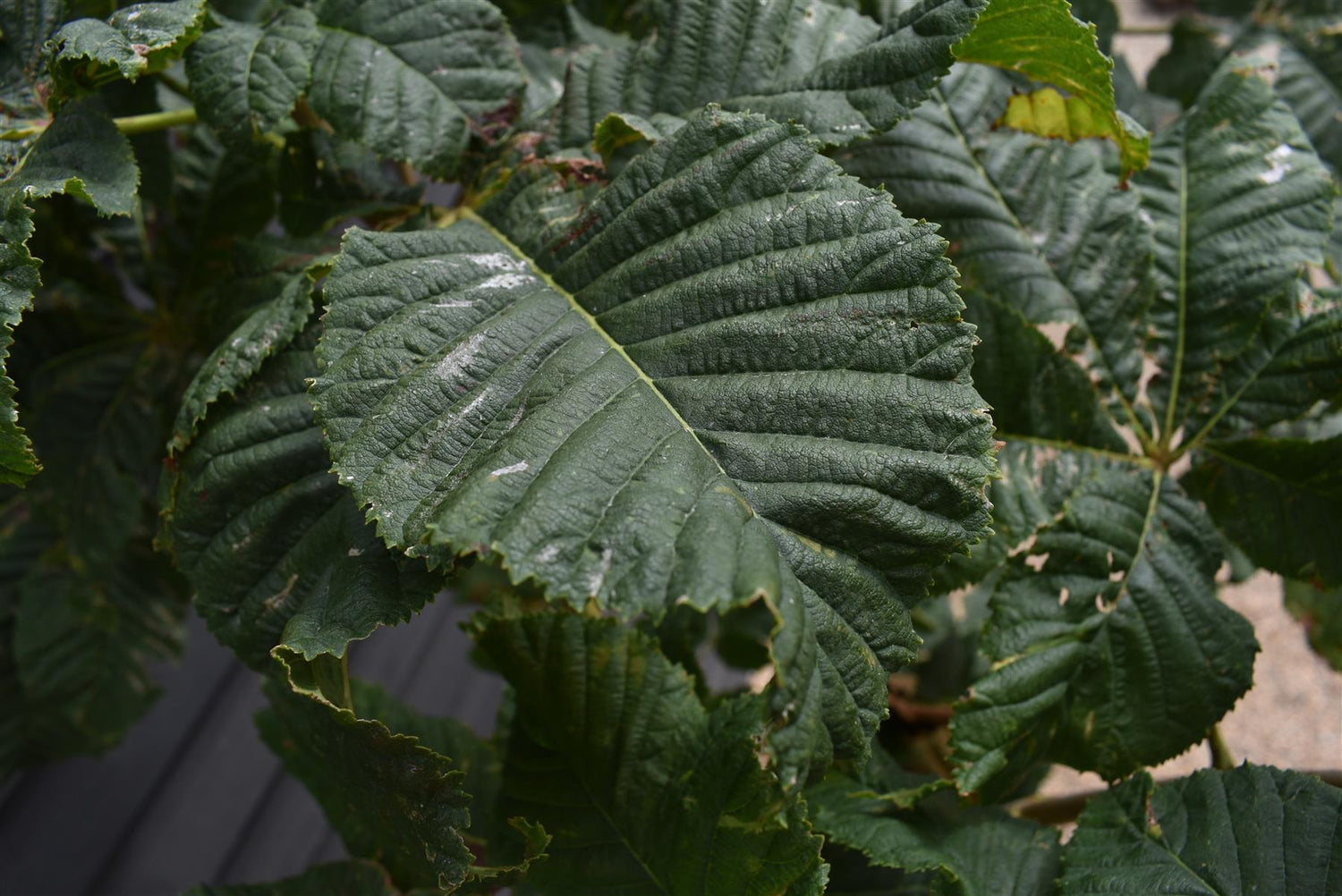Aesculus carnea 'Briotii' | Red Horse Chestnut - Clear Stem - Standard - Girth 8-10cm - 250-270cm - 70lt