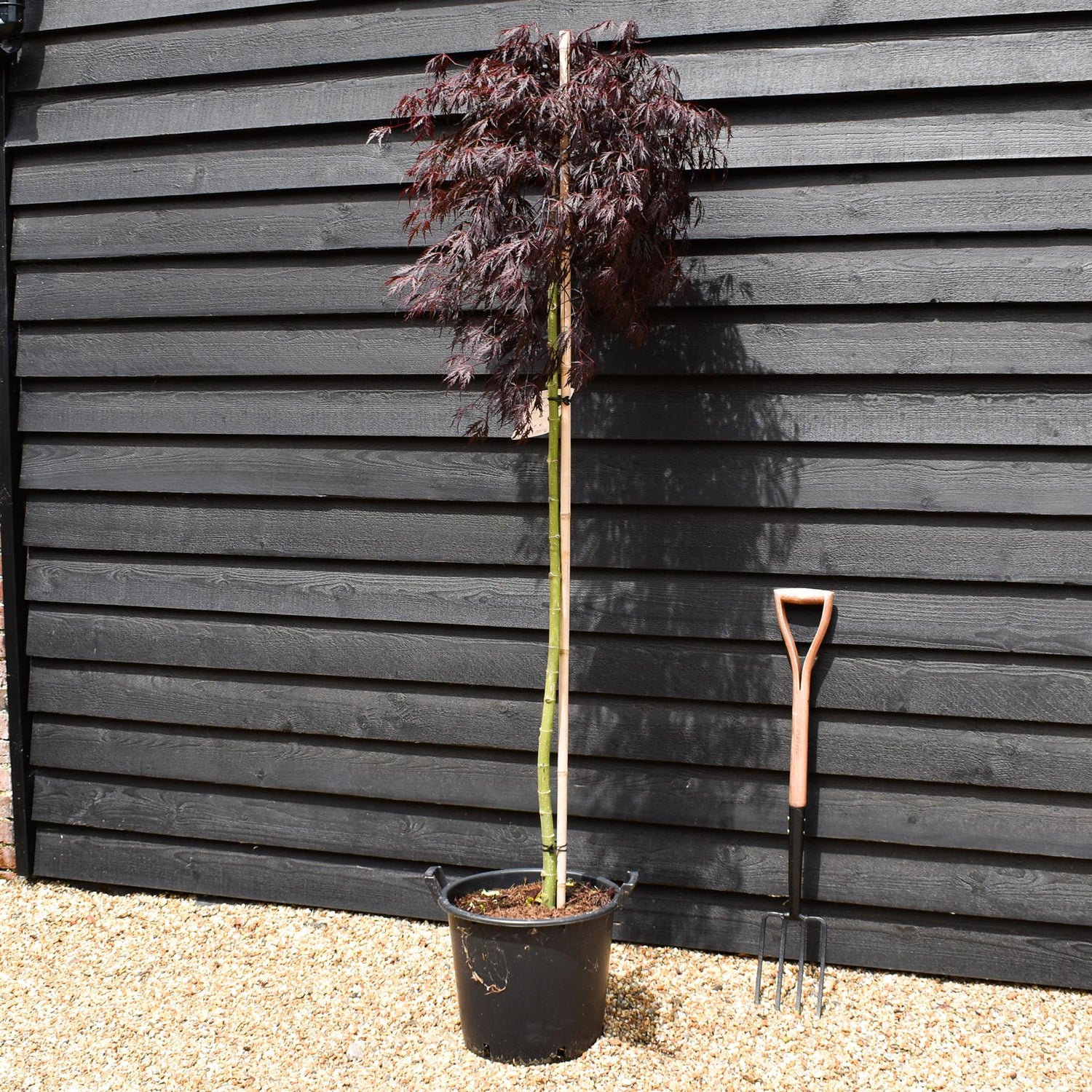 Acer palmatum 'Tamukeyama' | Purple Threadleaf Japanese maple -Three Quarter Standard - Clear Stem 160cm - Height 180-190cm - 30lt