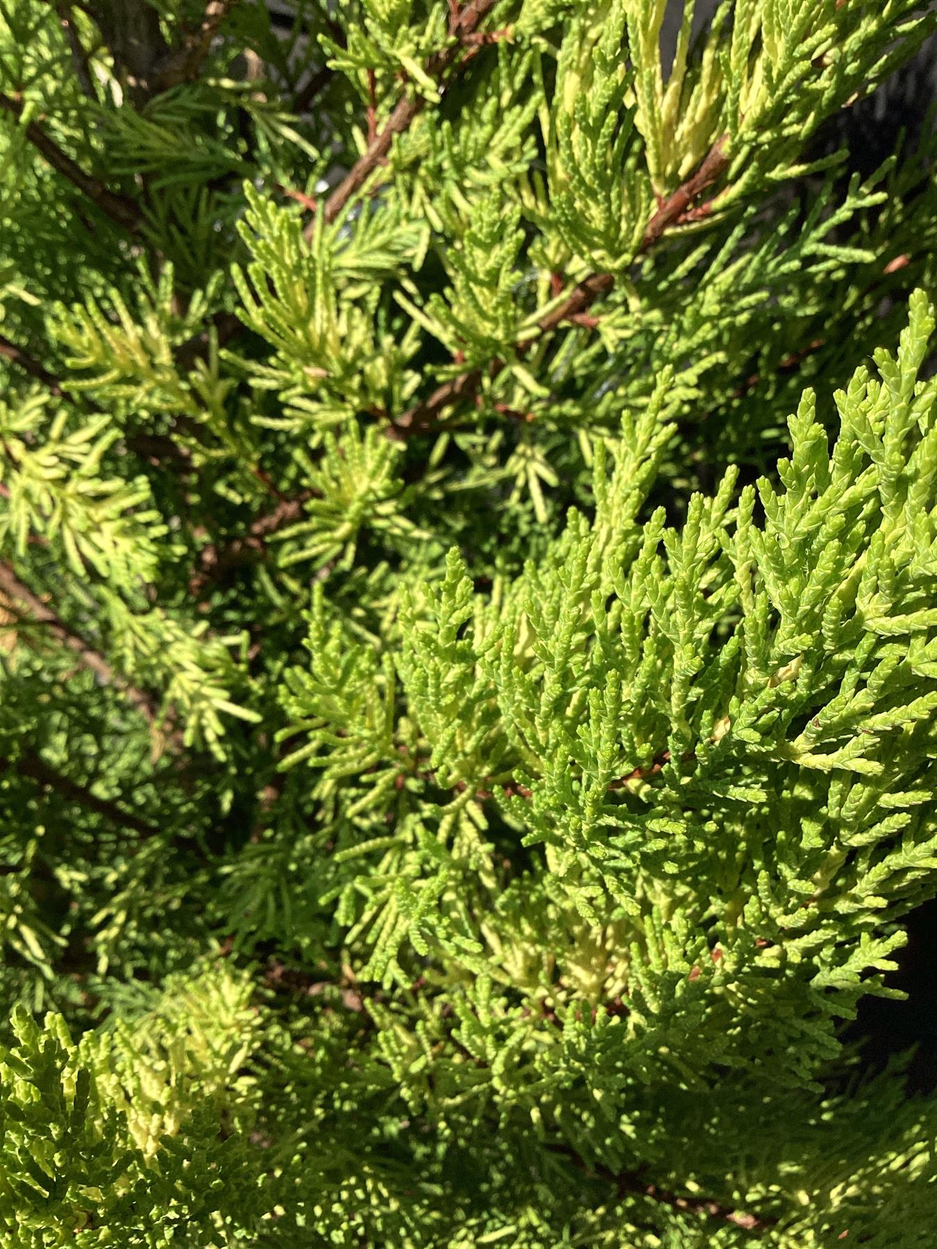 Cupressus macrocarpa 'Goldcrest' | Monterey cypress - Pyramid - 180-190cm, 20lt