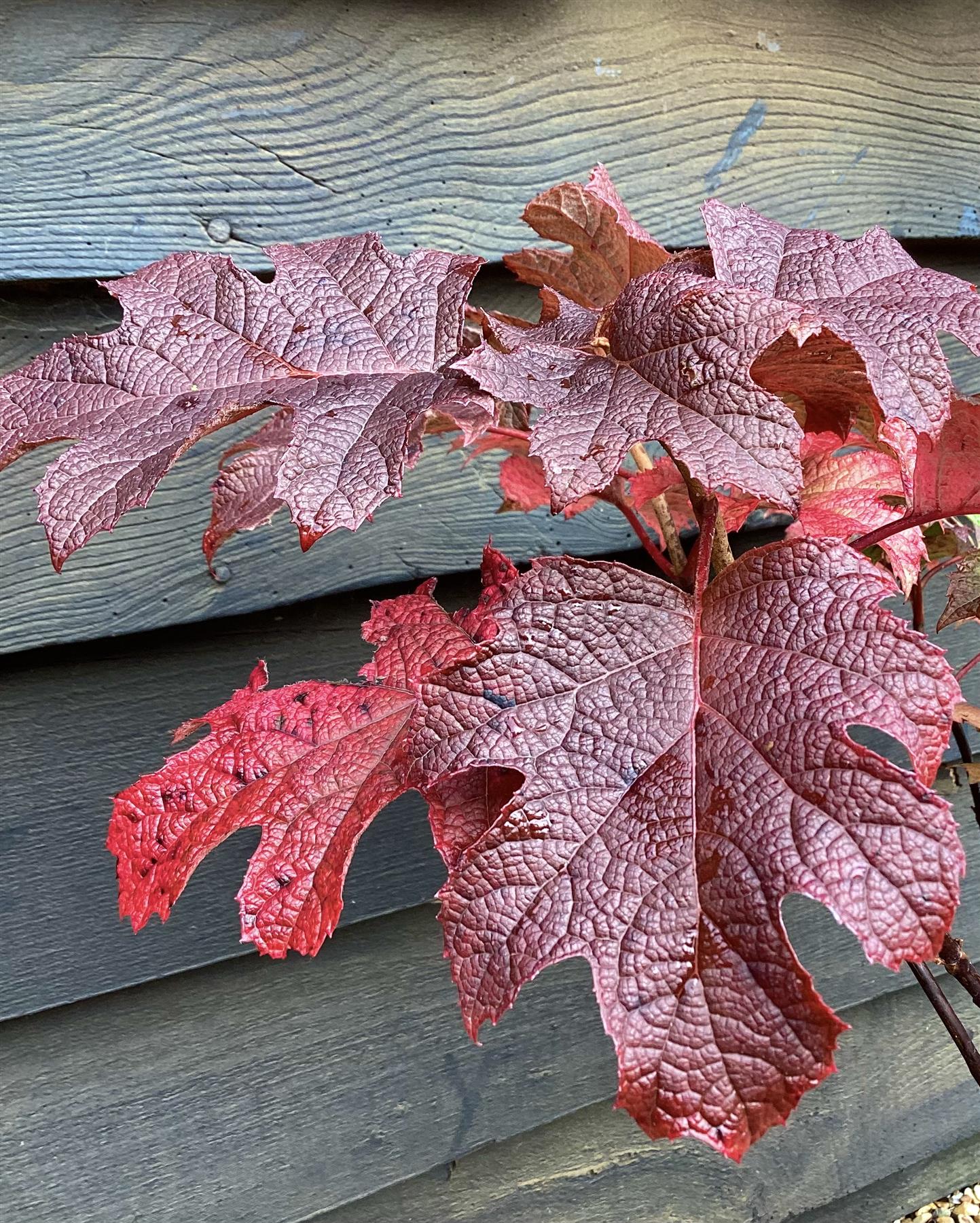 Hydrangea quercifolia 'Ruby Slippers' | Oak Leaf Hydrangea - 60-80cm, 10lt